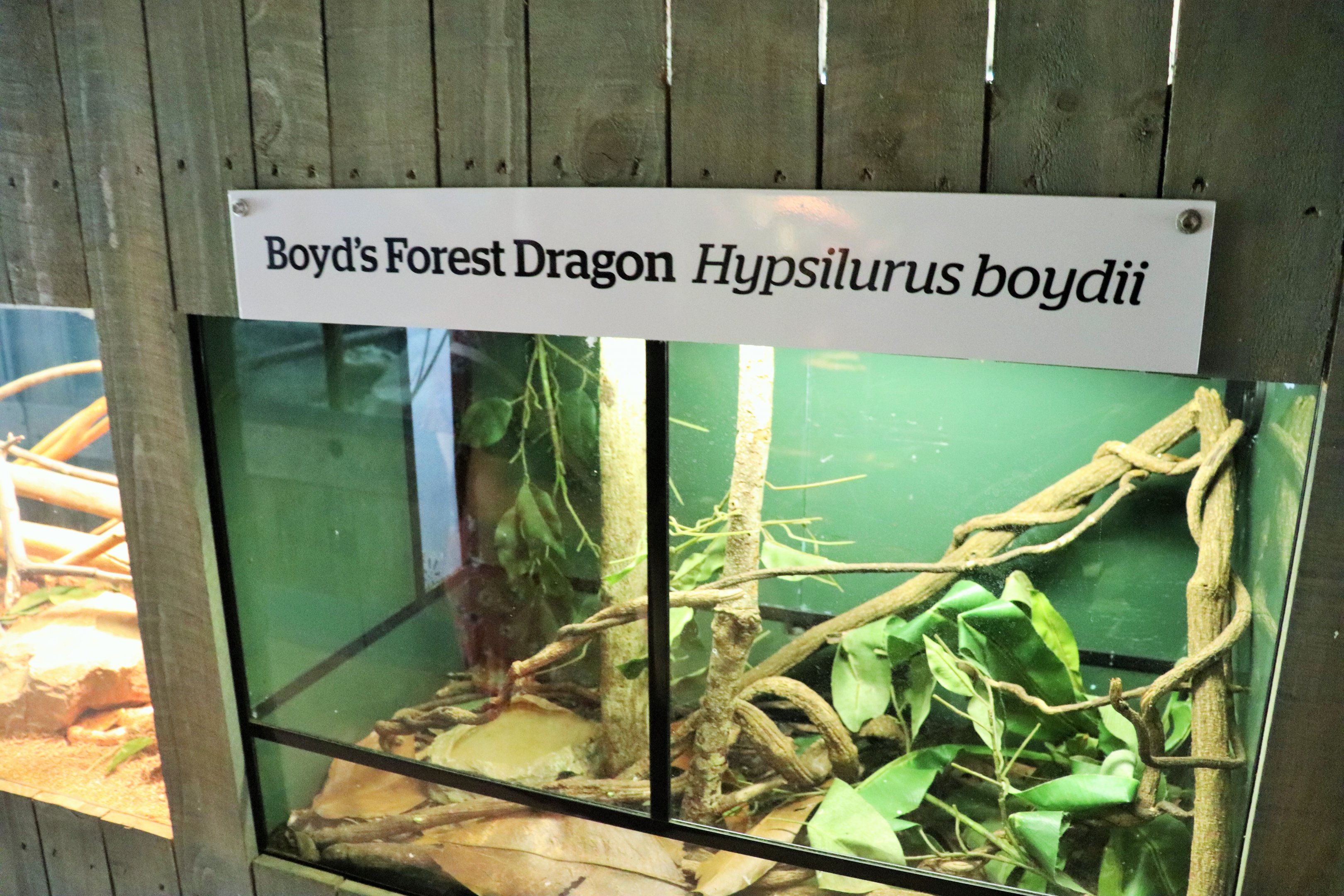 Boyd's Forest Dragon Enclosure