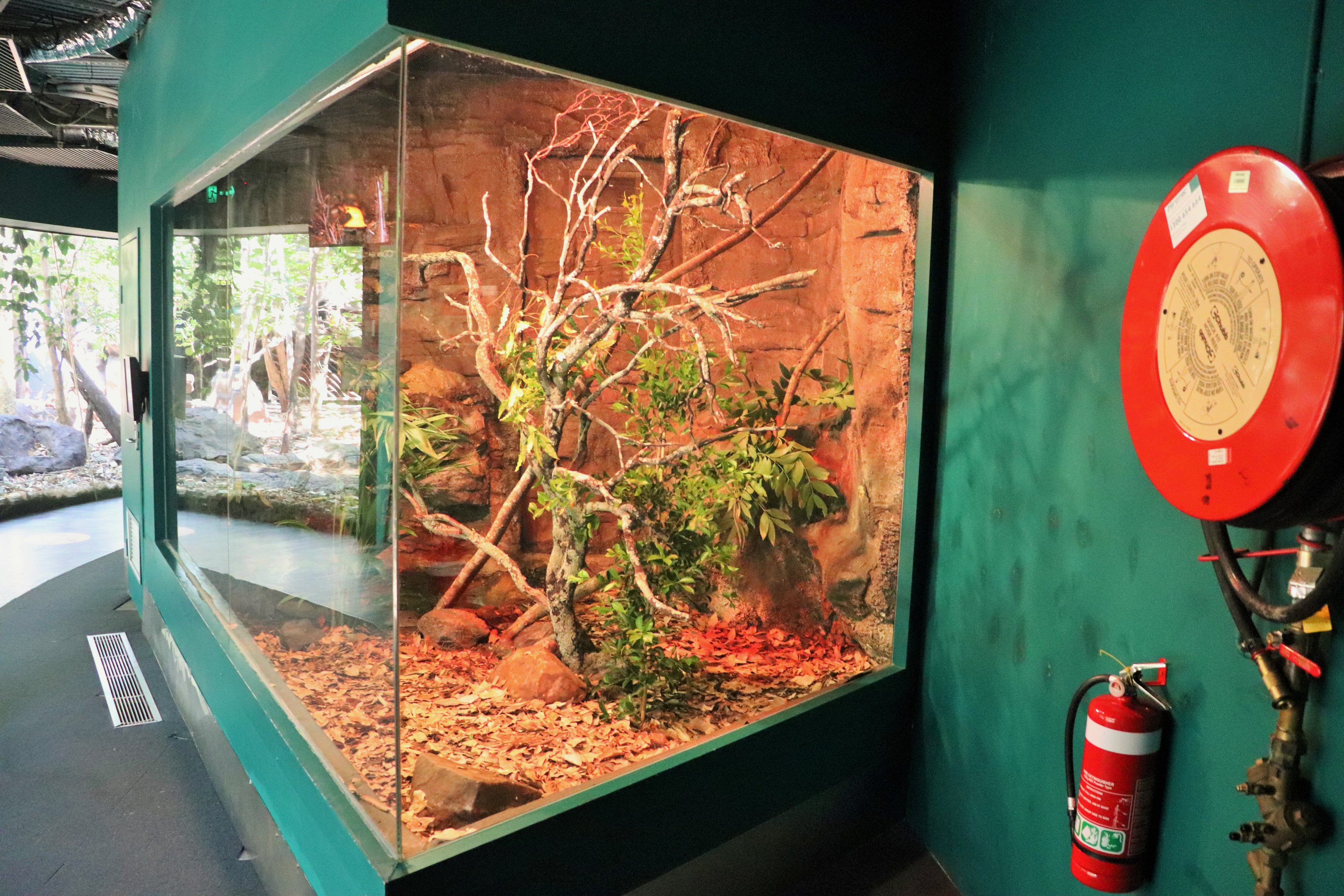 Boyd's Forest Dragon Enclosure