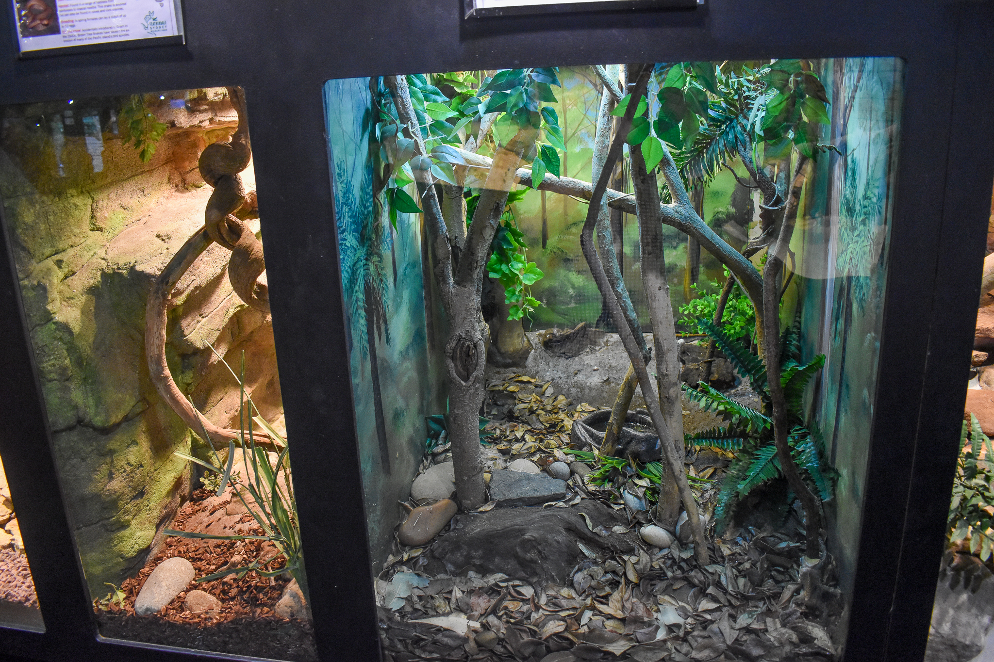 Boyd's Forest Dragon Enclosure
