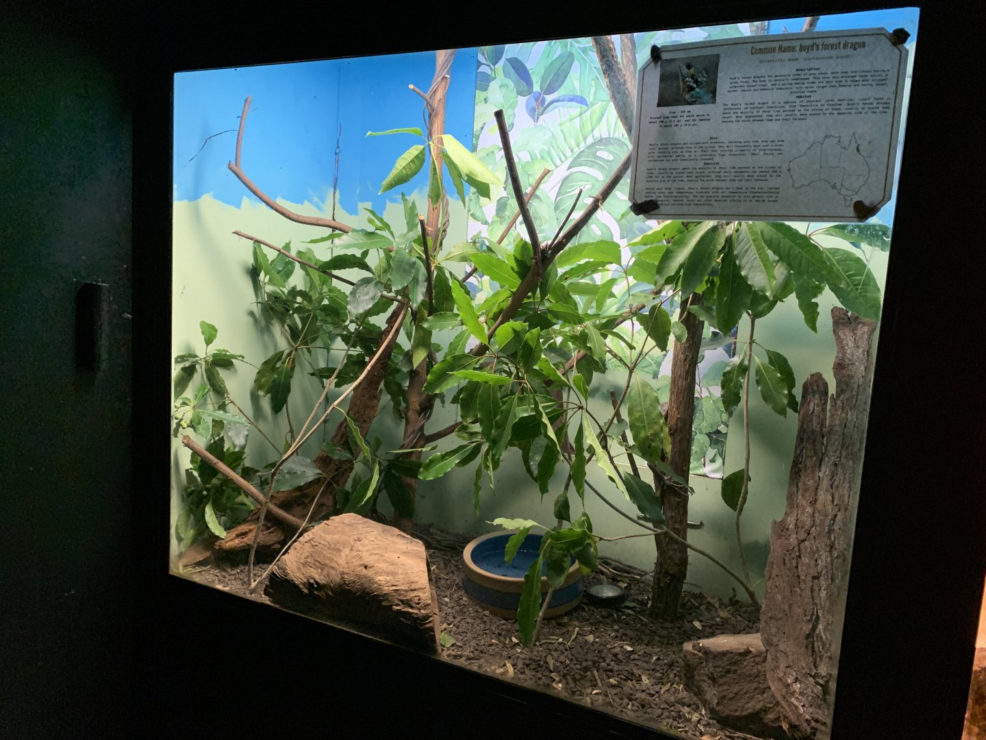 Boyd’s Forest Dragon Exhibit (Potoroo Palace)