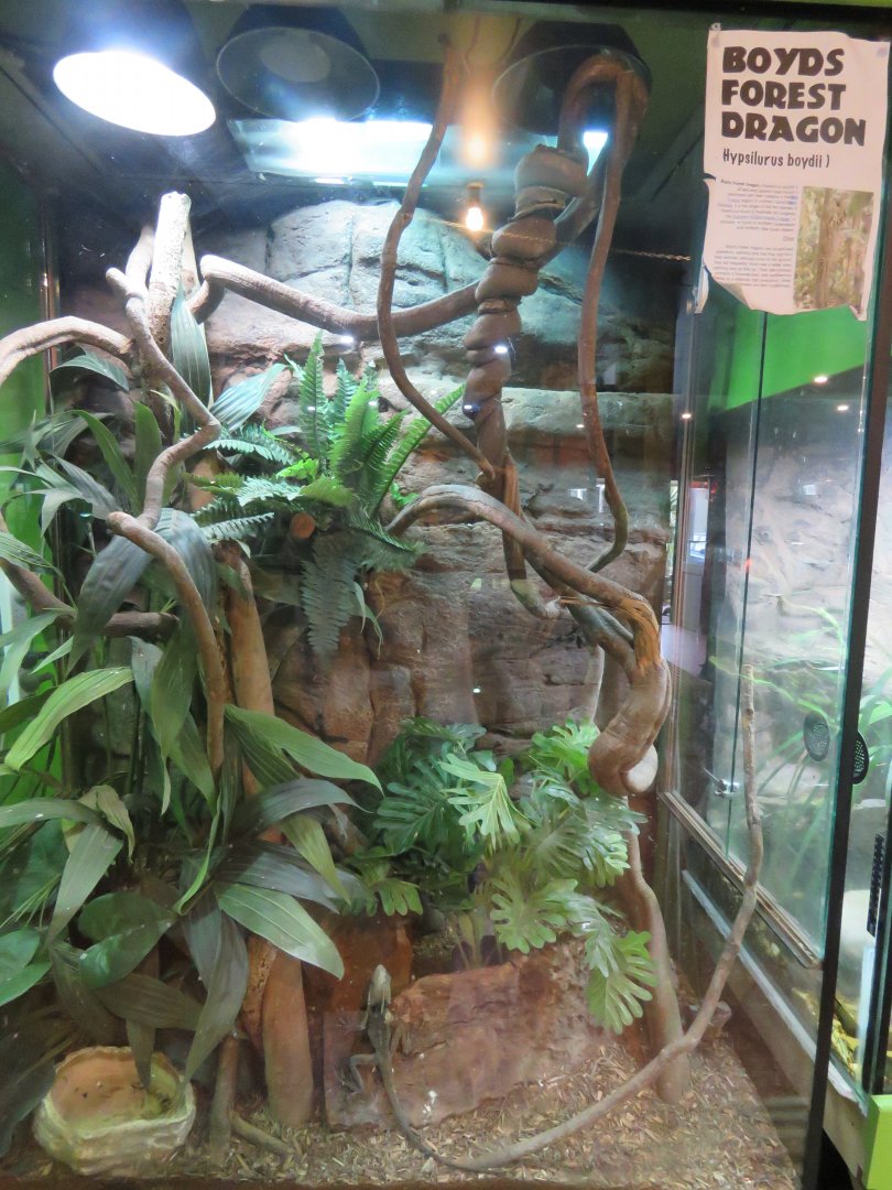 Boyd's Forest Dragon Exhibit