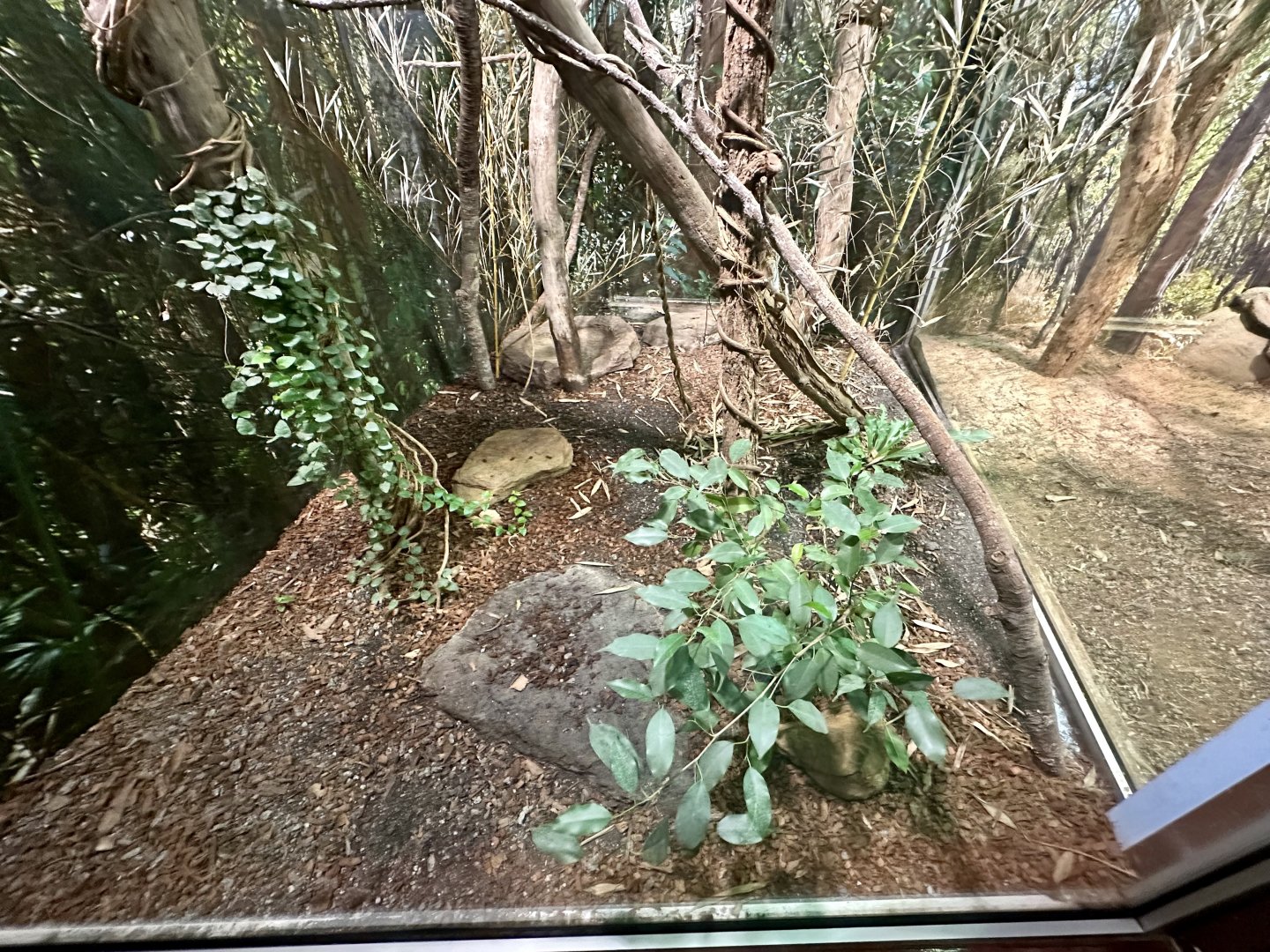 Boyd’s Forest Dragon Exhibit