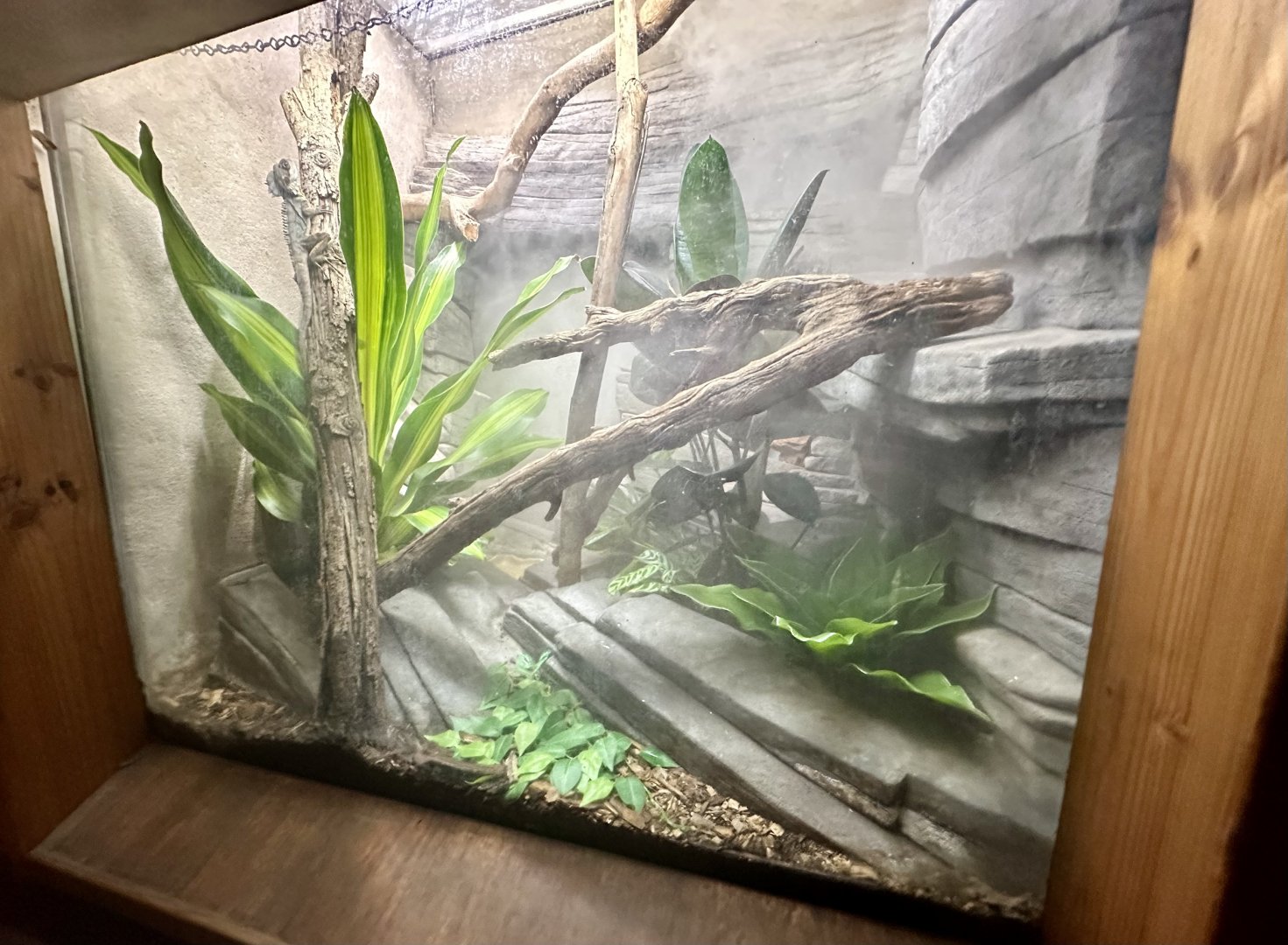 Boyd’s Forest Dragon Exhibit