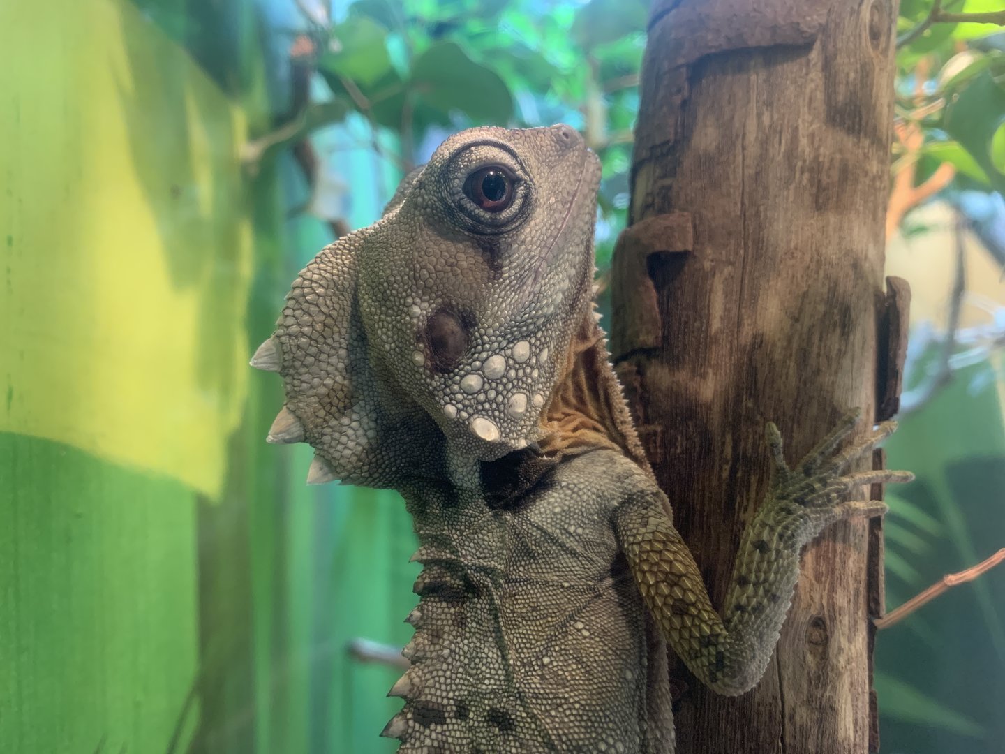 Boyd’s Forest Dragon (Forest Harvest)