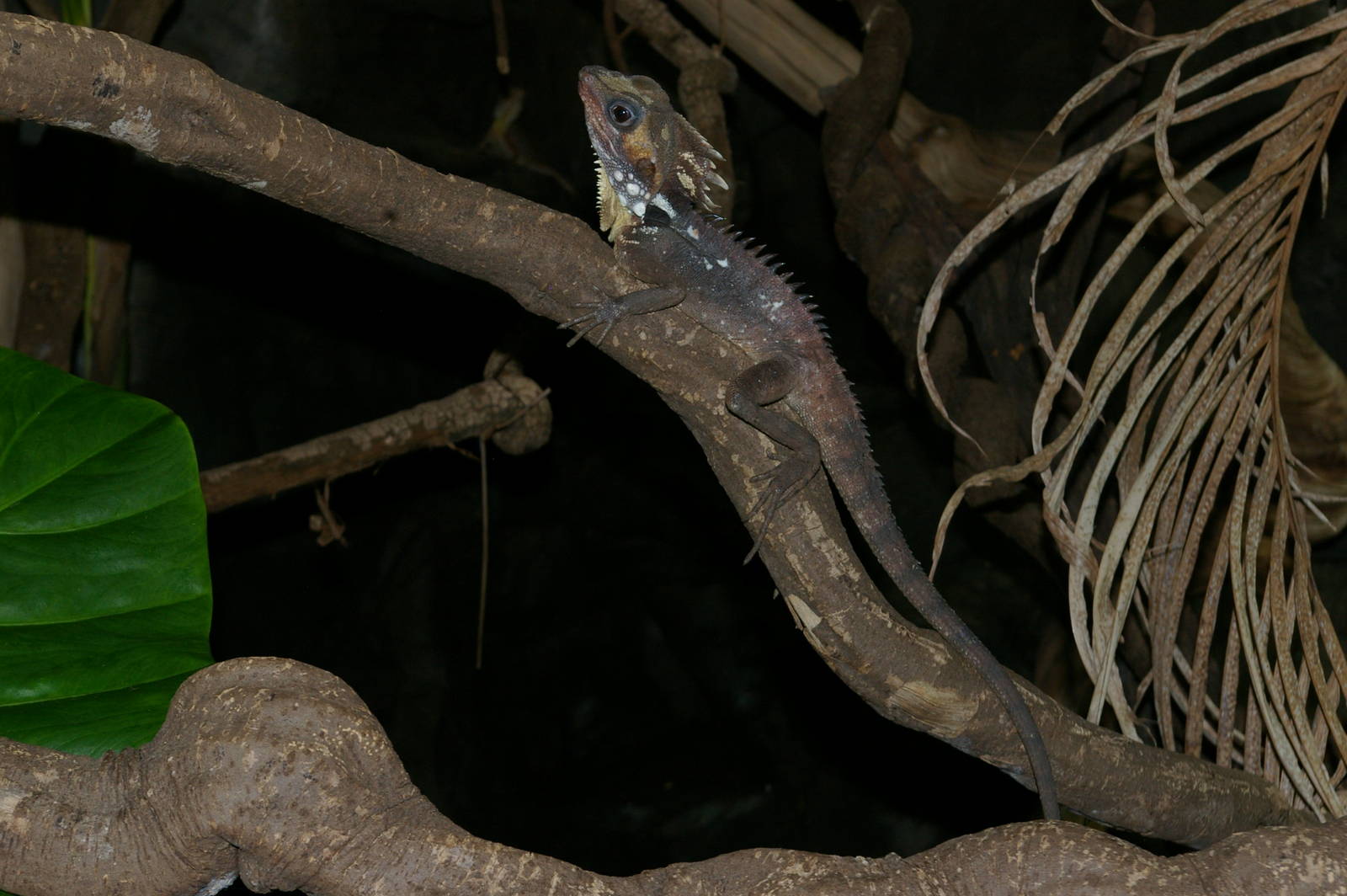 Boyds forest dragon (Hypsilurus boydii)