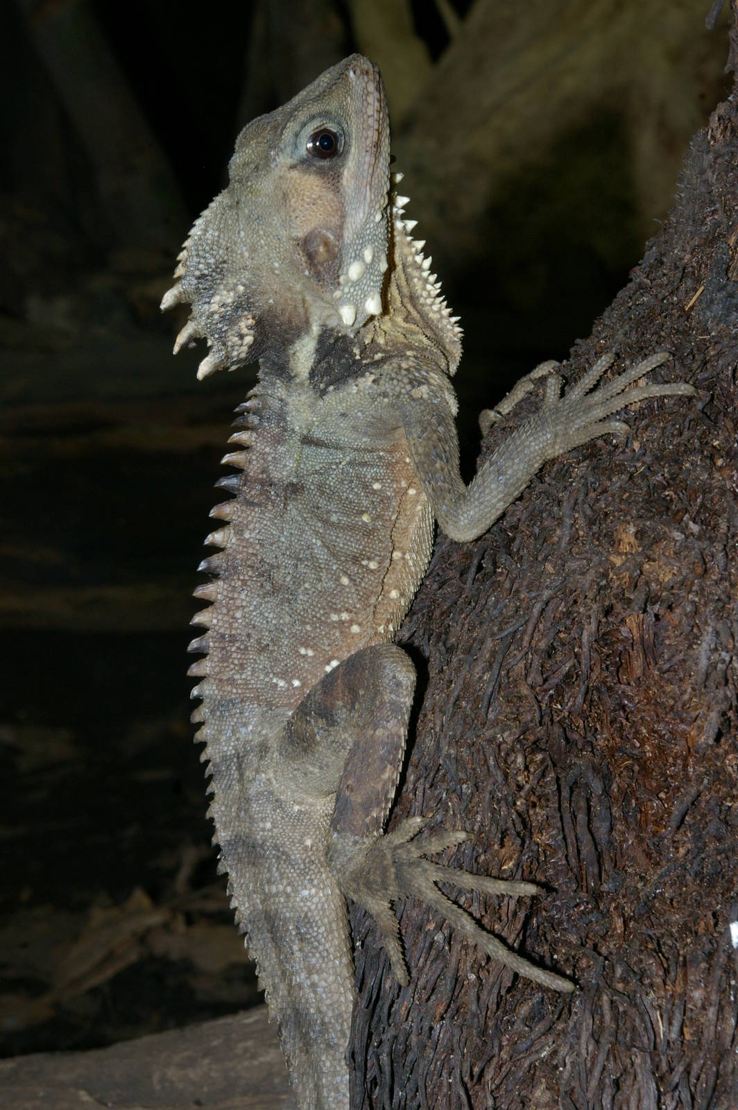 Boyds forest dragon (Hypsilurus boydii)