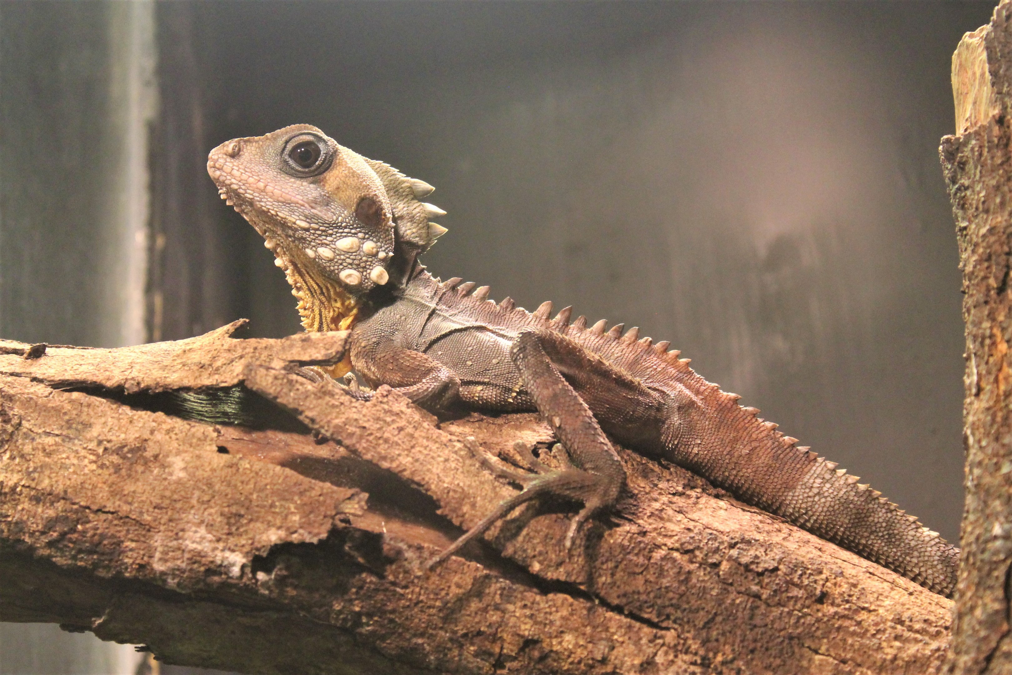 Boyd's Forest Dragon (Hypsilurus boydii)