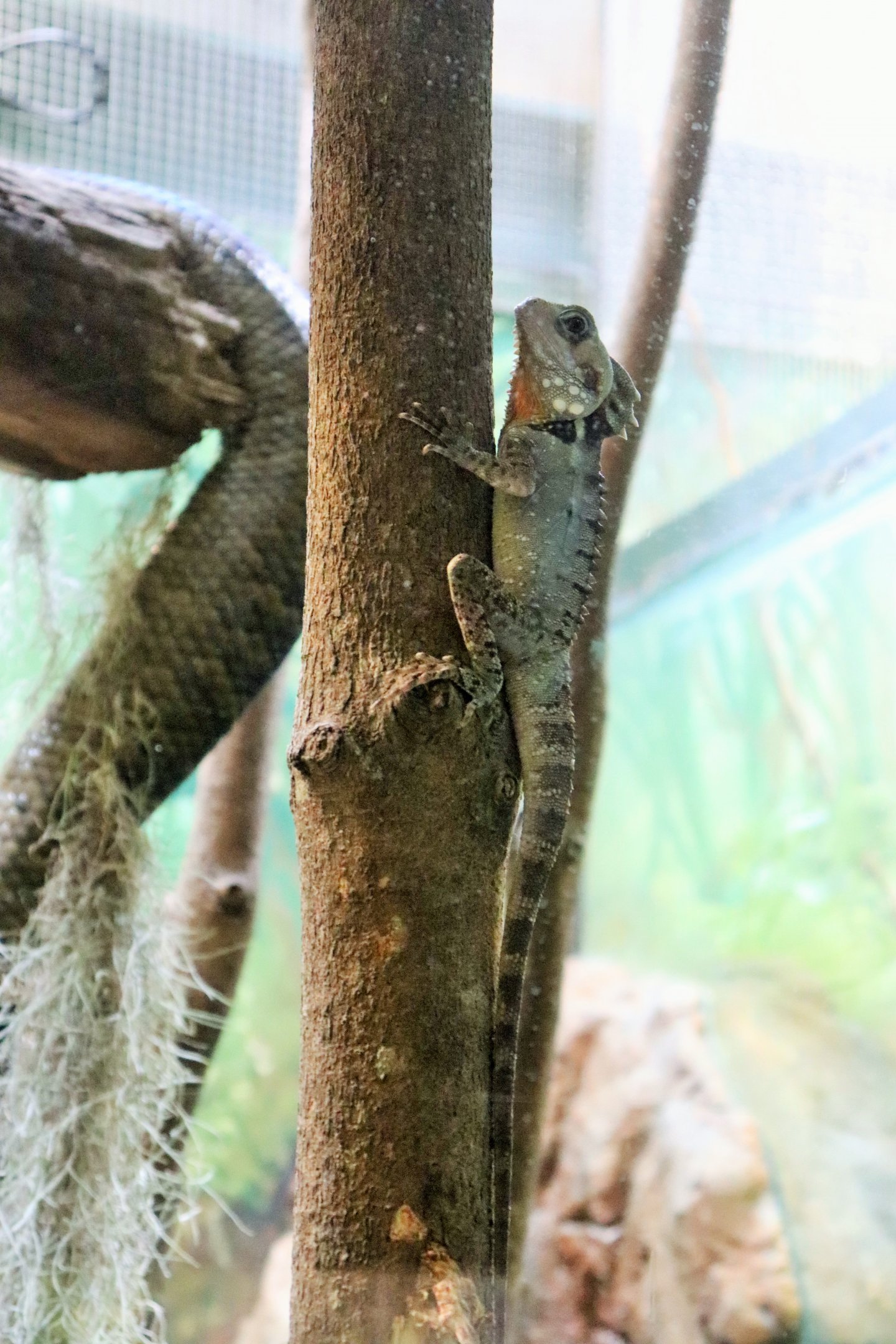 Boyd’s Forest Dragon (Hypsilurus boydii)