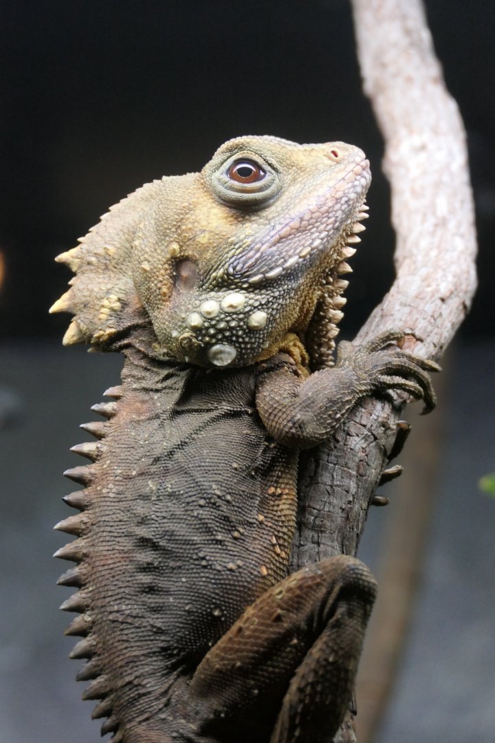 Boyd's Forest Dragon (Lophosaurus boydii) - Cairns Koalas and Creatures
