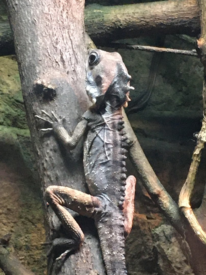 Boyd’s Forest Dragon (Lophosaurus boydii)