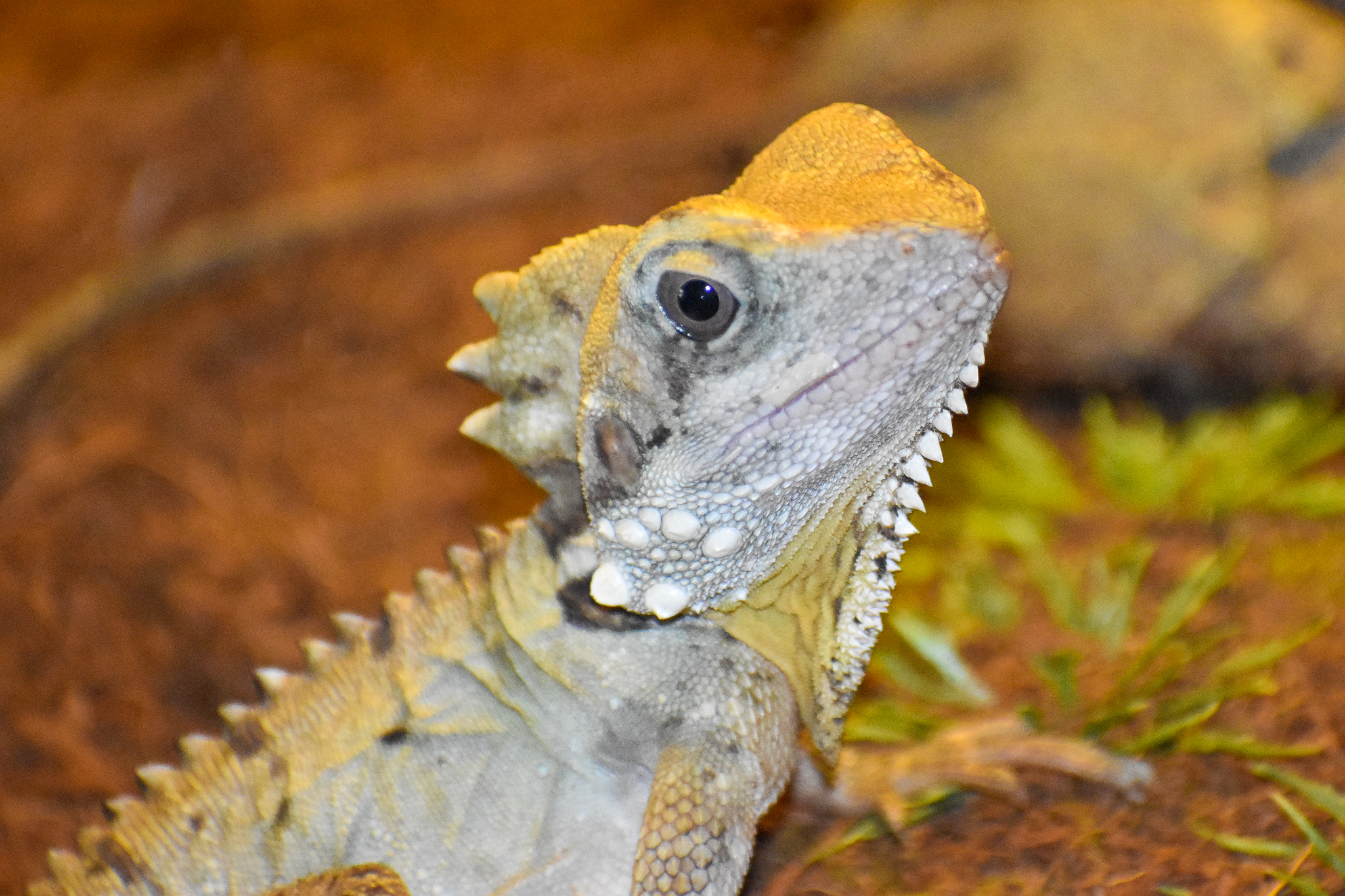 Boyd's Forest Dragon (Lophosaurus boydii)