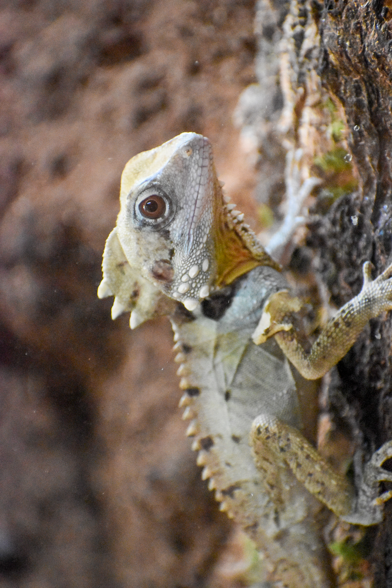 Boyd's Forest Dragon (Lophosaurus boydii)