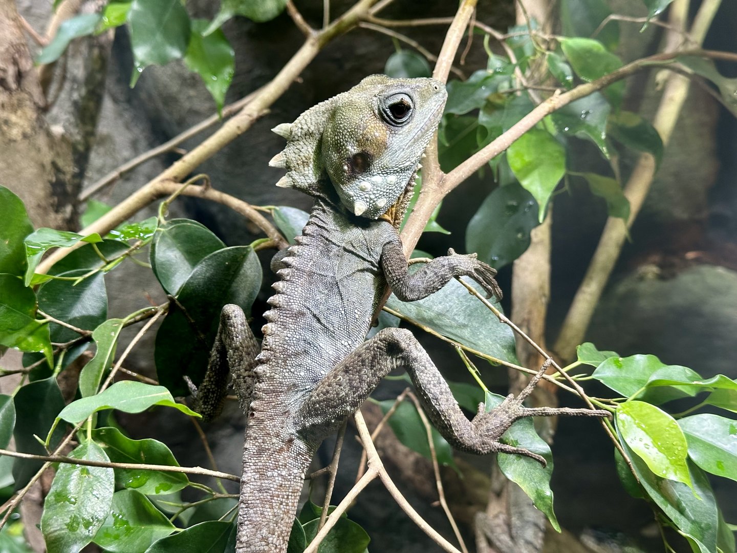 Boyd’s forest dragon (Lophosaurus boydii)
