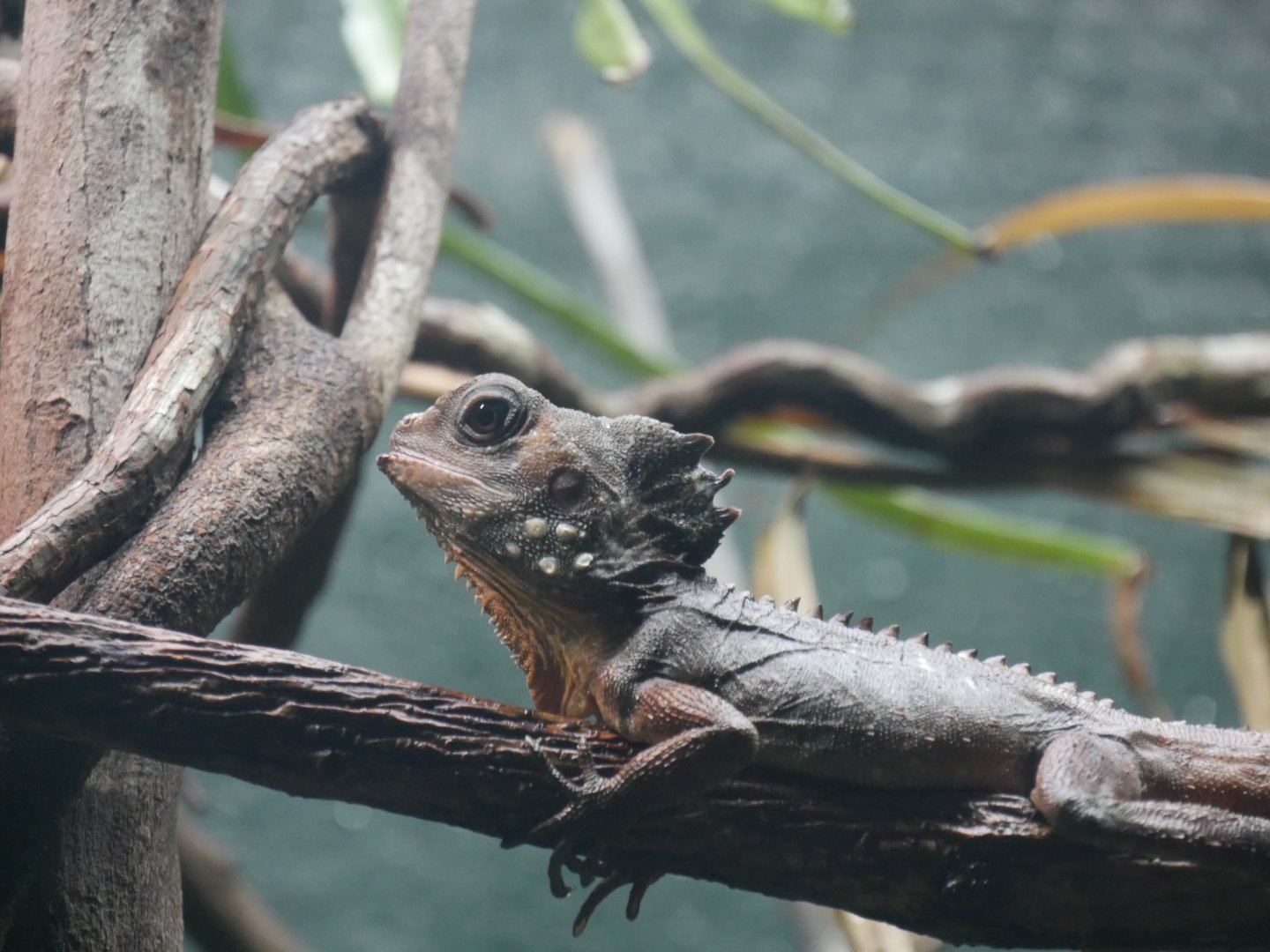 Boyd's Forest Dragon - Lophosaurus boydii