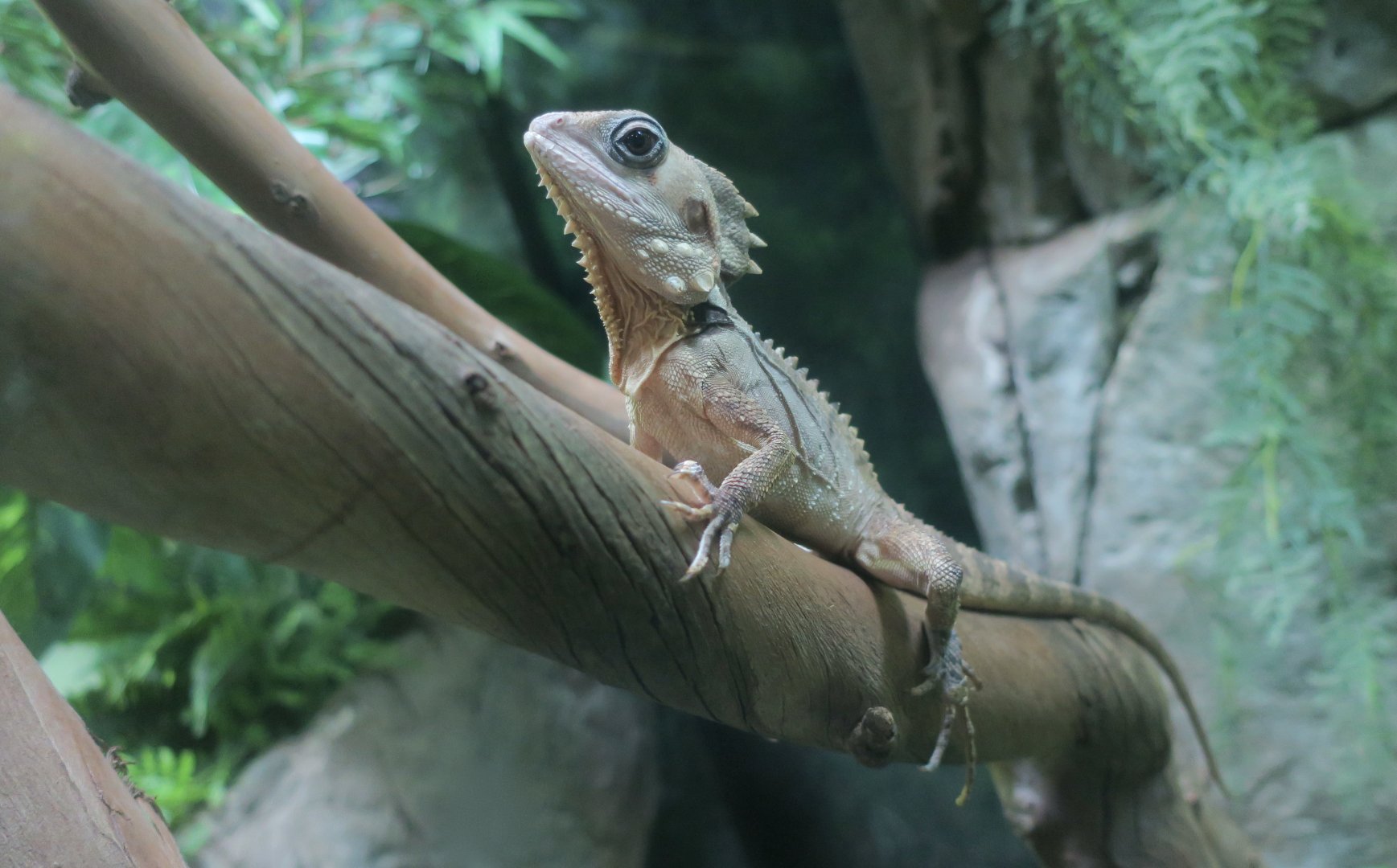 Boyd's Forest Dragon (Lophosaurus boydii)