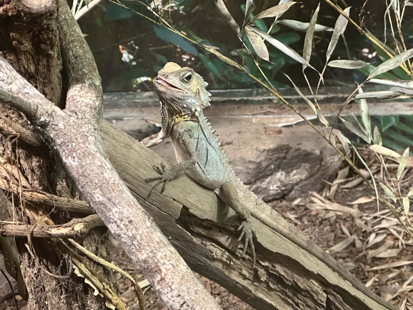Boyd’s forest dragon (Lophosaurus boydii)