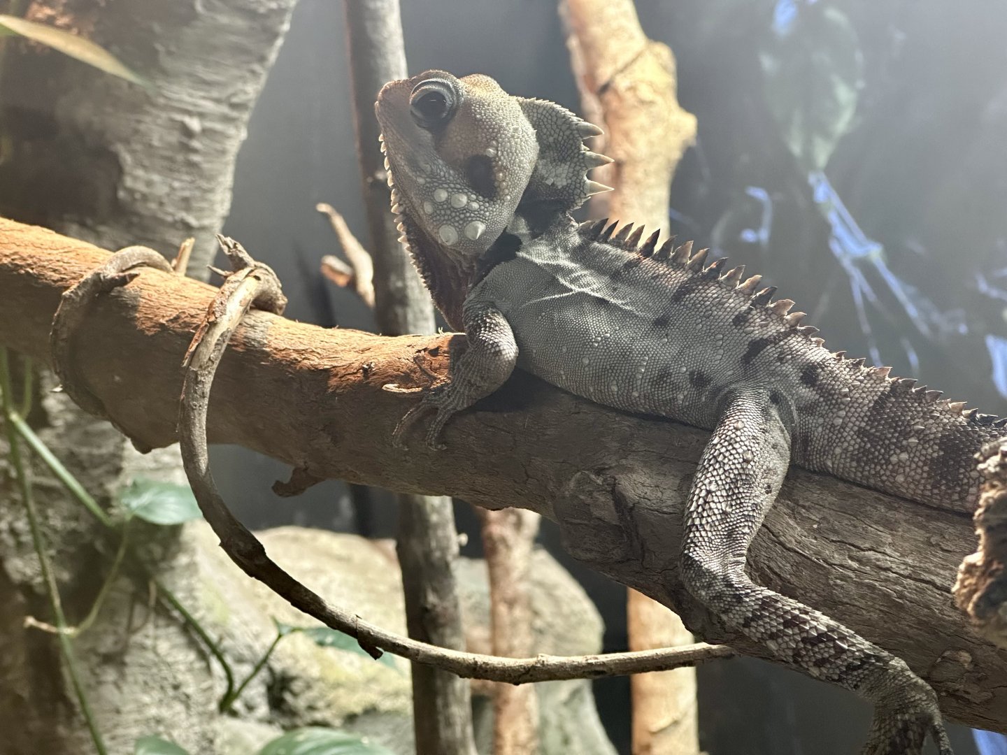 Boyd’s forest dragon (Lophosaurus boydii)