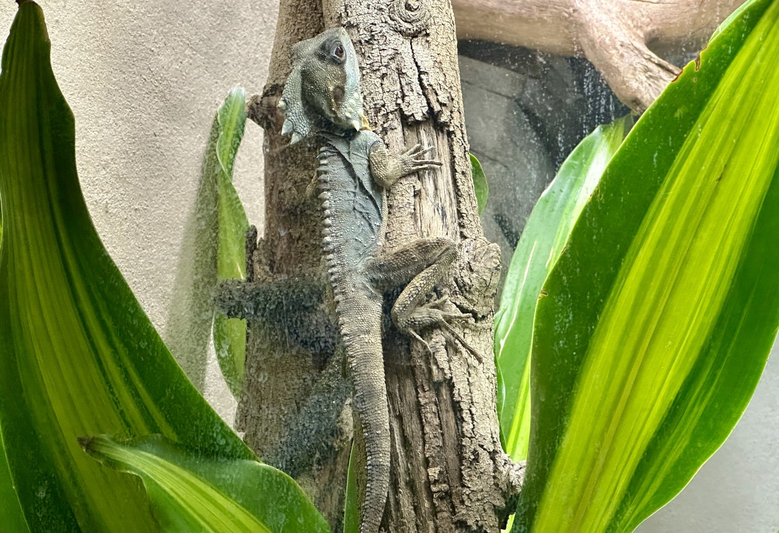 Boyd’s forest dragon (Lophosaurus boydii)