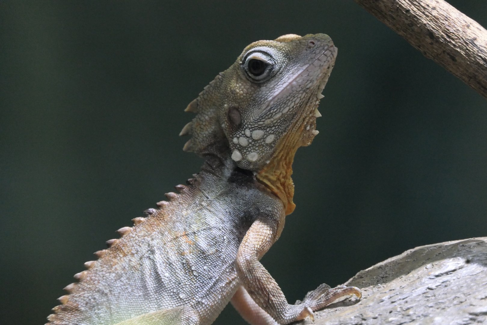 Boyd's Forest Dragon (Lophosaurus boydii)