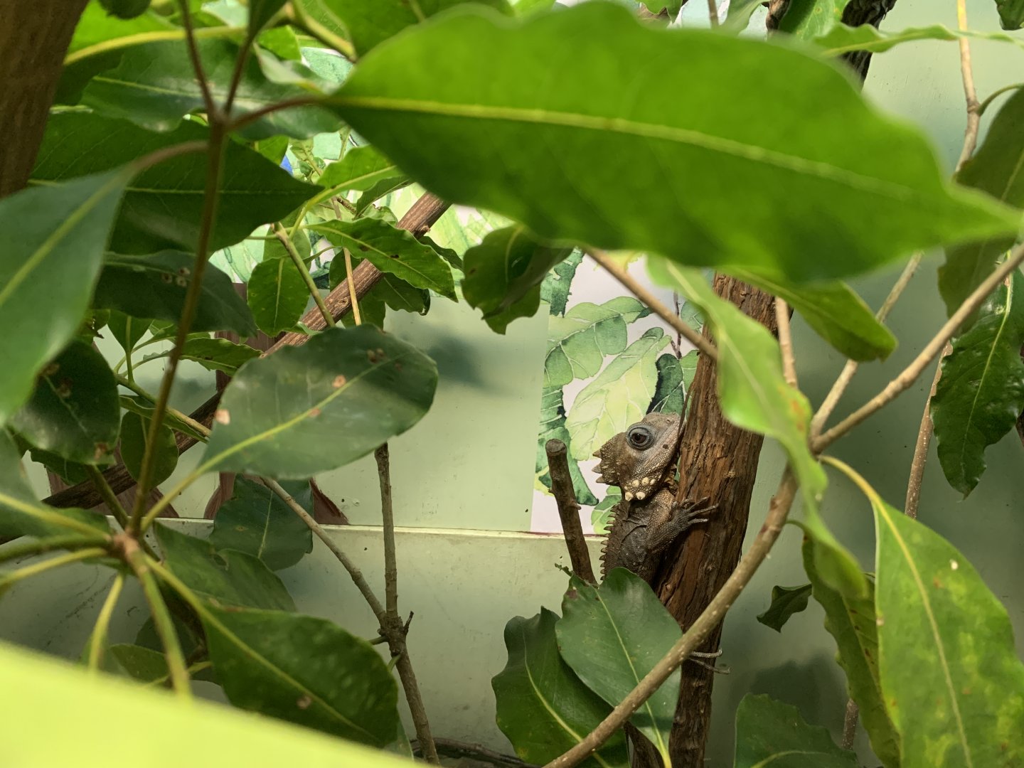 Boyd’s Forest Dragon (Potoroo Palace)