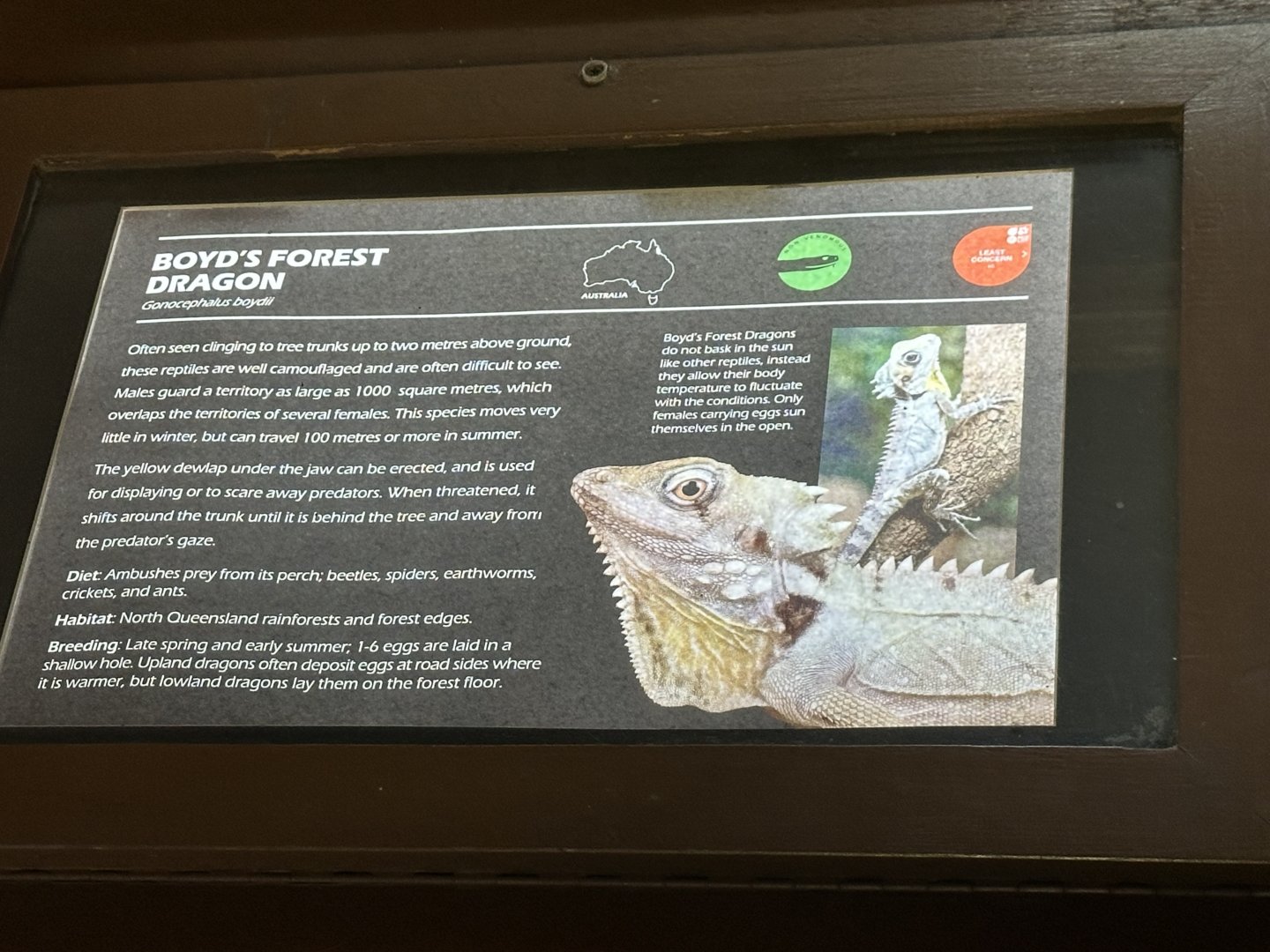 Boyd’s Forest dragon signage