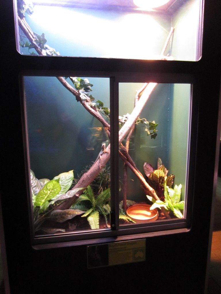 Boyd's Forest Dragon tank
