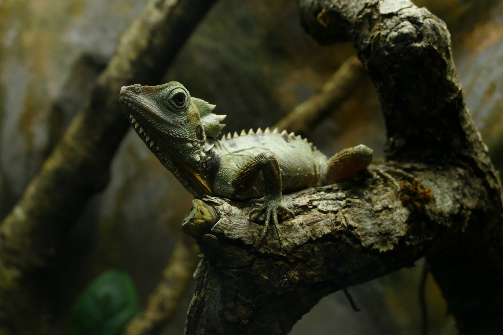 Boyd's Forest Dragon, Tropical House, November 2021