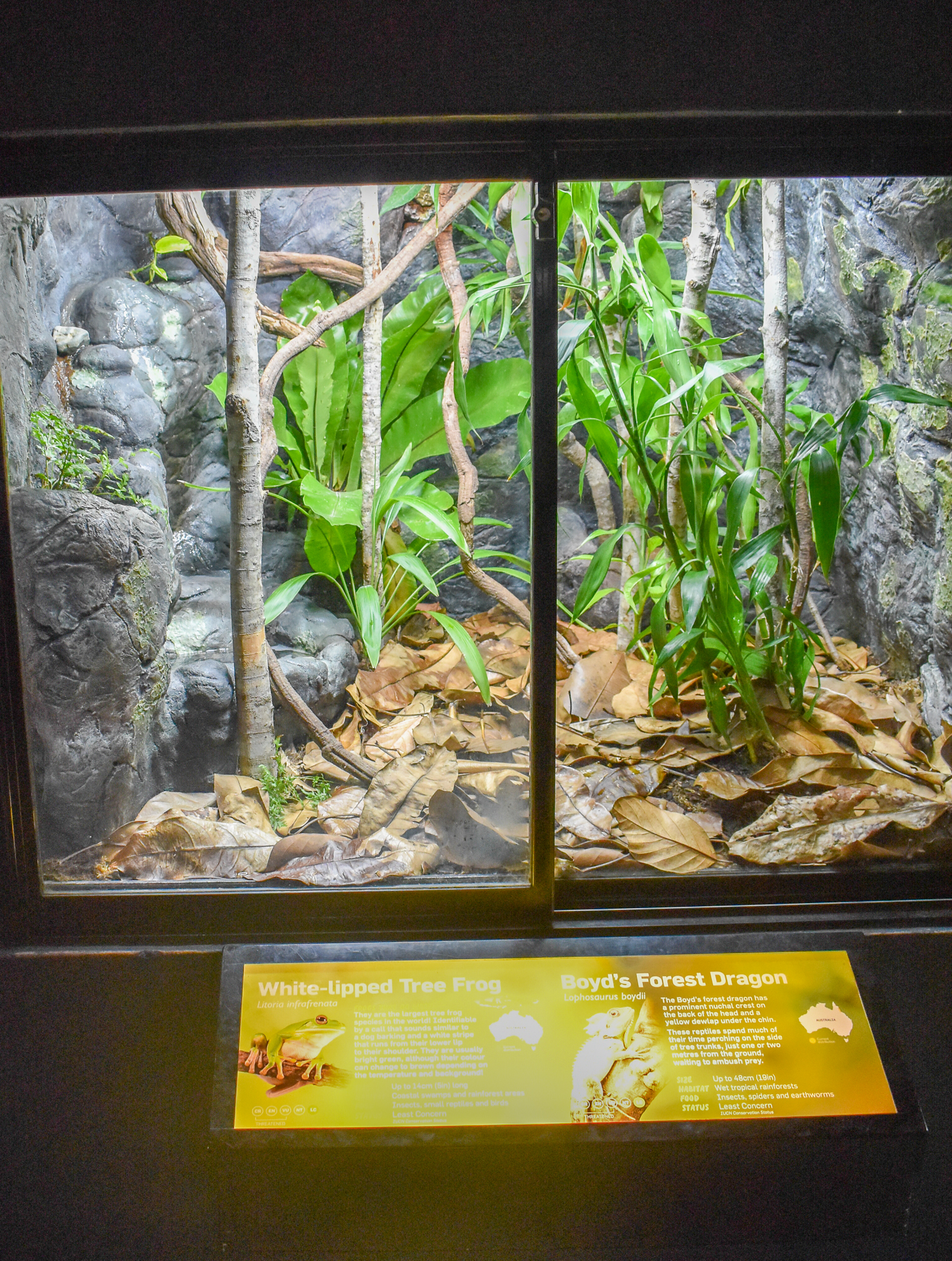 Boyd's Forest Dragon/White-lipped Tree Frog Enclosure