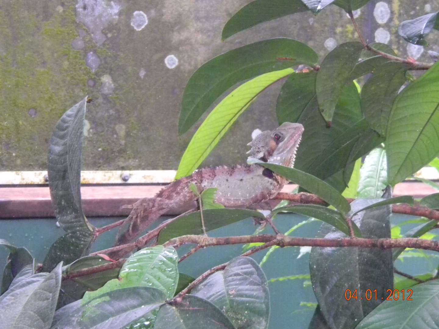 Boyd's Forest Dragon - Wildlife Habitat 2012