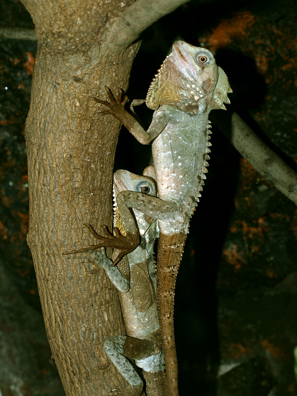 Boyd's Forest dragon