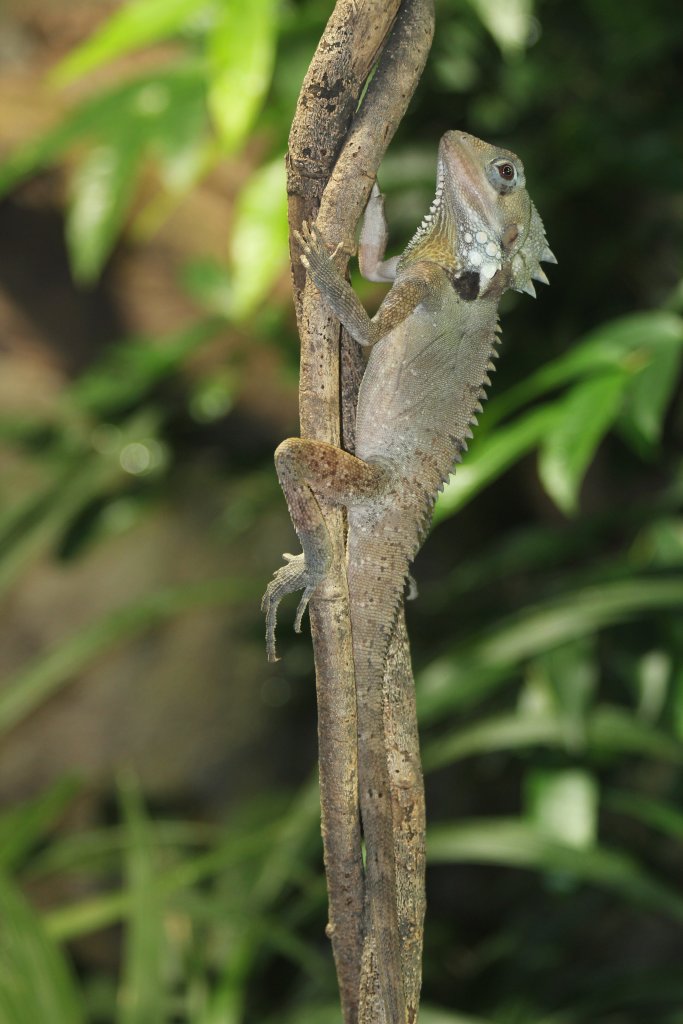 Boyd's Forest Dragon