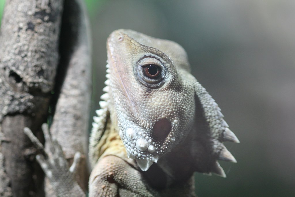 Boyd's Forest Dragon