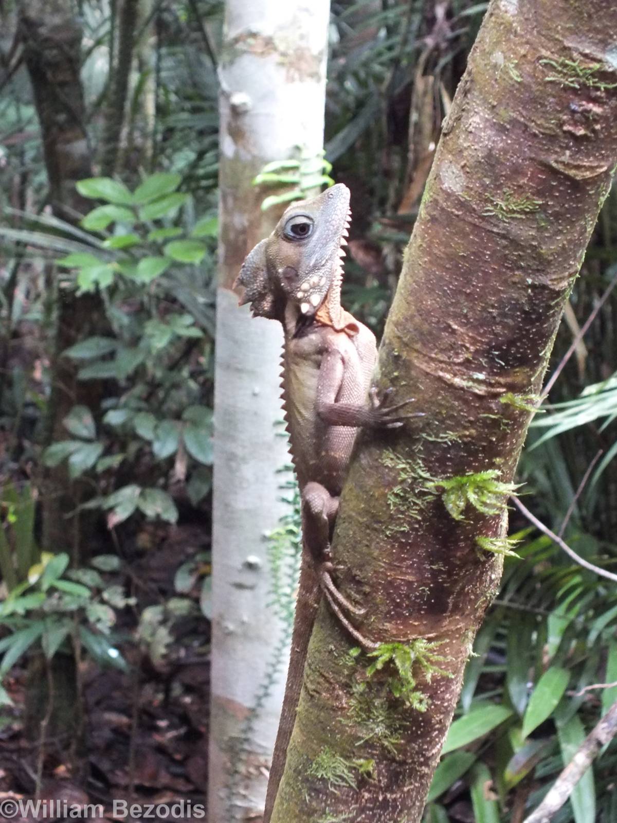 Boyd's Forest Dragon