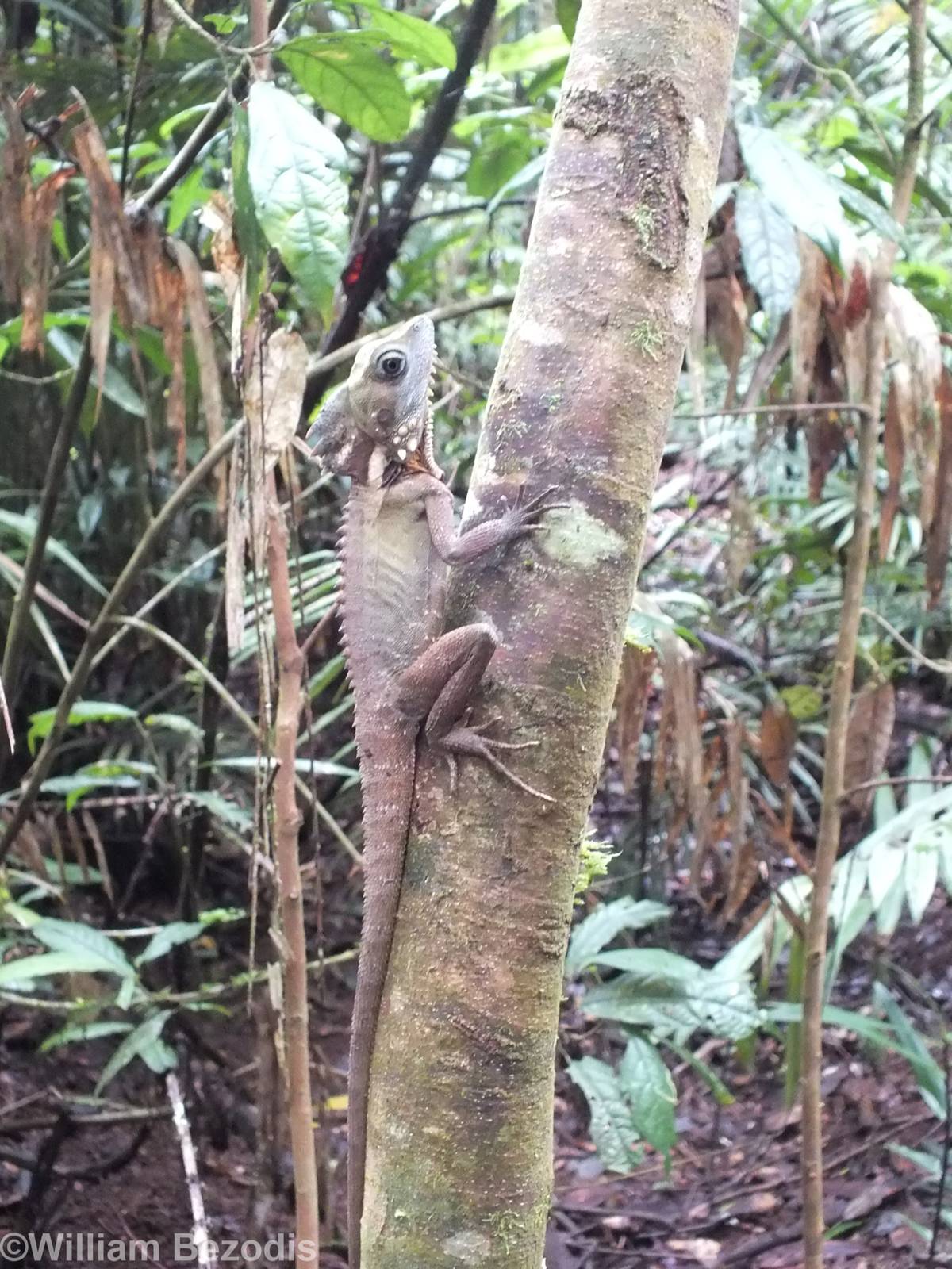 Boyd's Forest Dragon