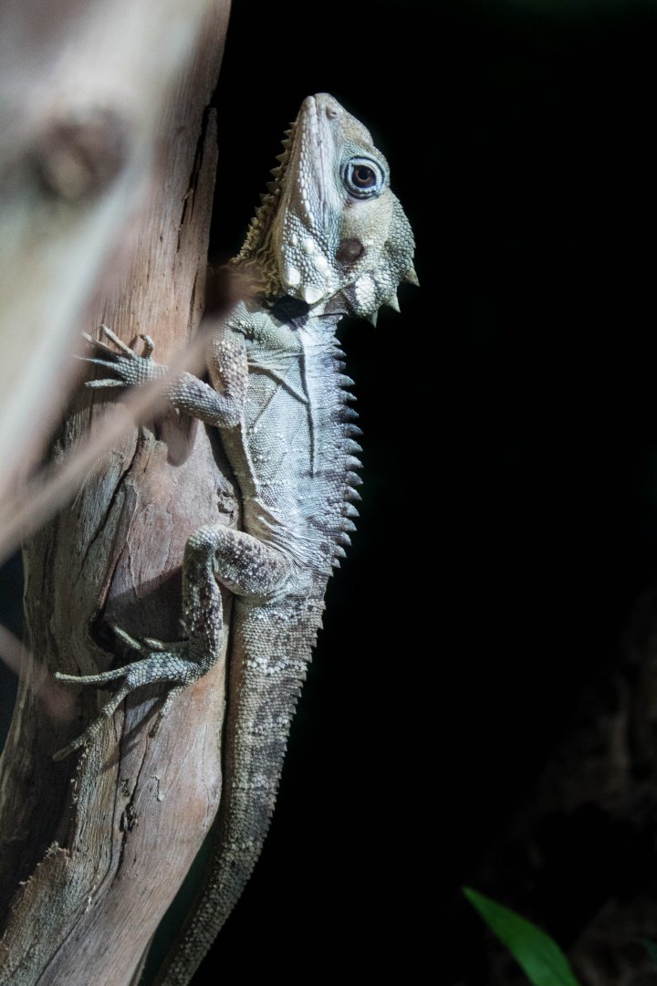 Boyd's forest dragon