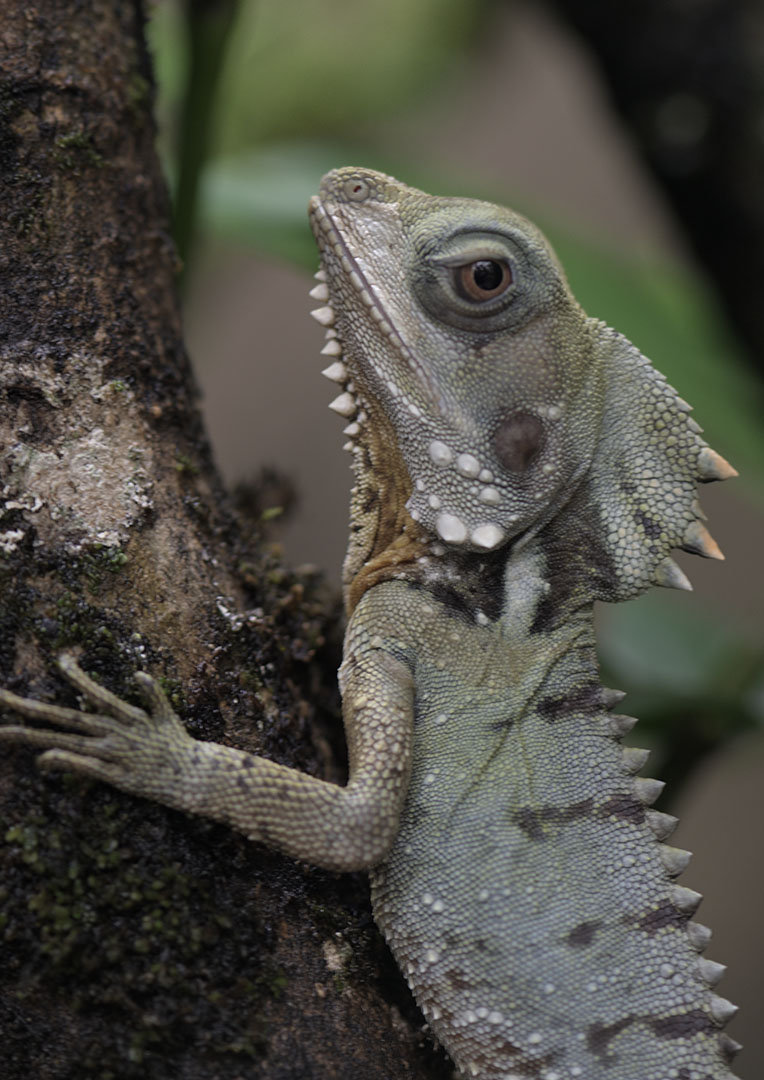 Boyd's forest dragon