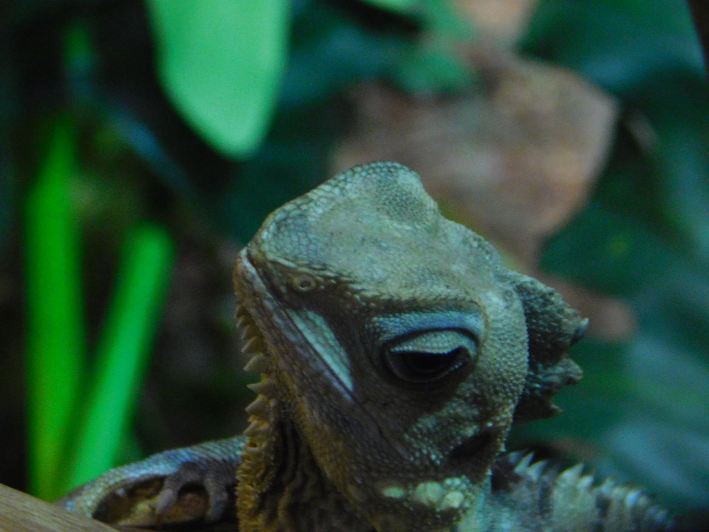 Boyd’s Forest Dragon