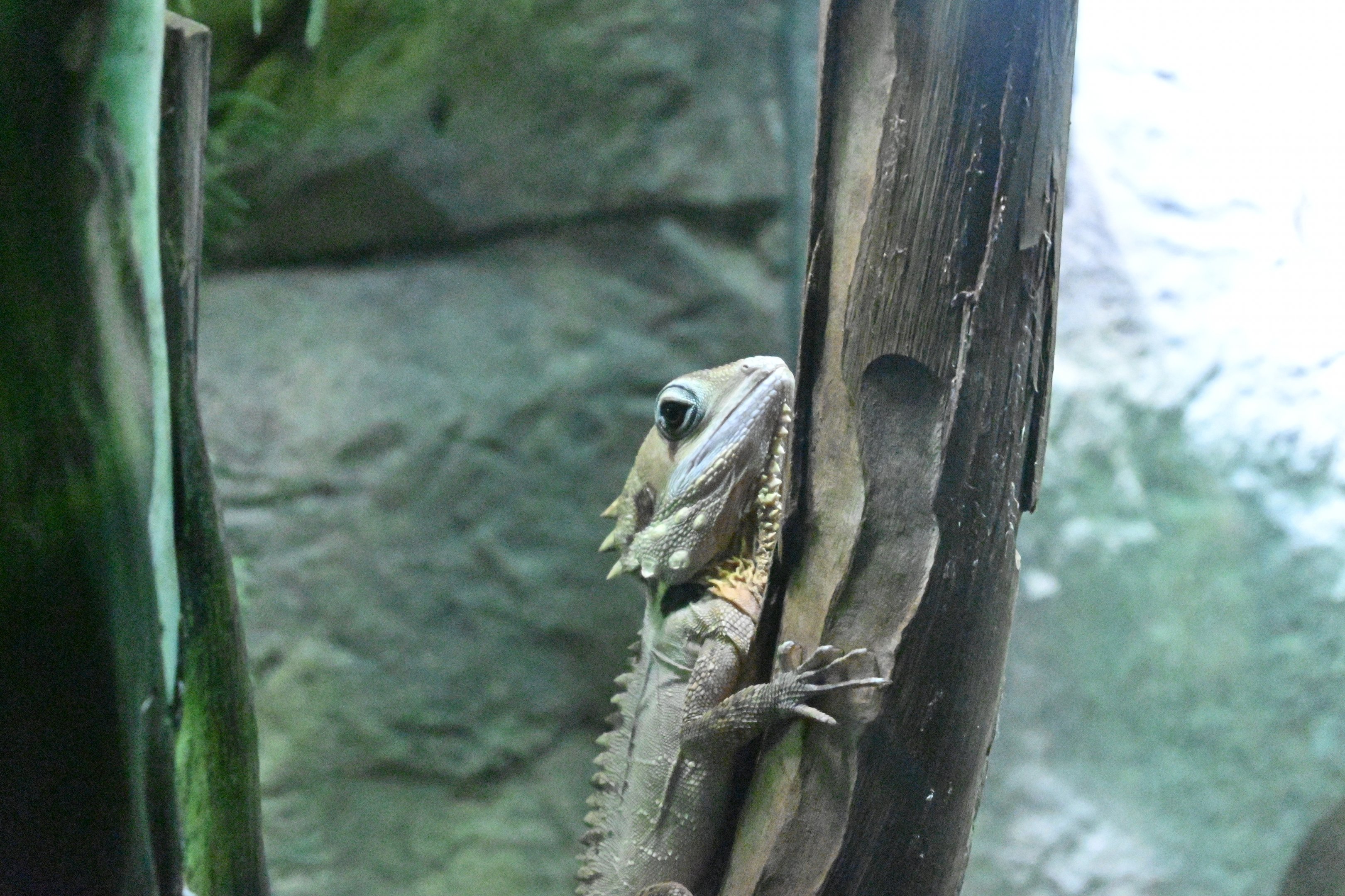 Boyd’s Forest Dragon