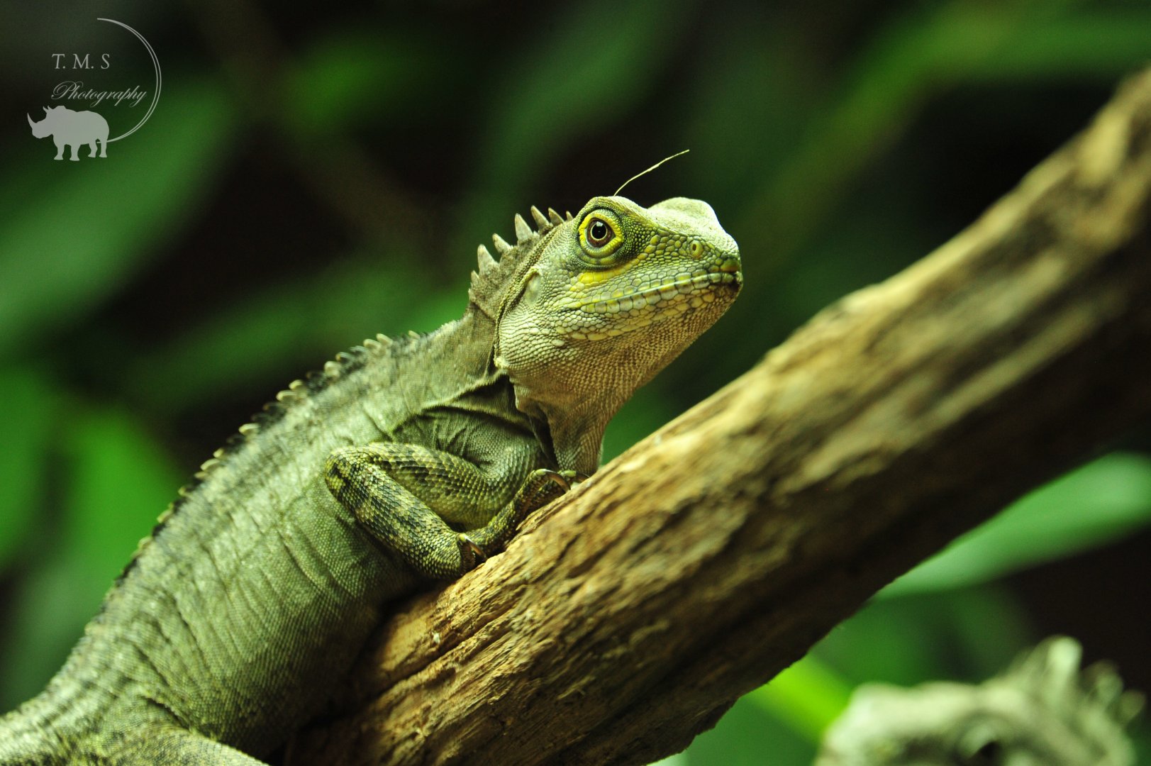 Boyd's forest dragon