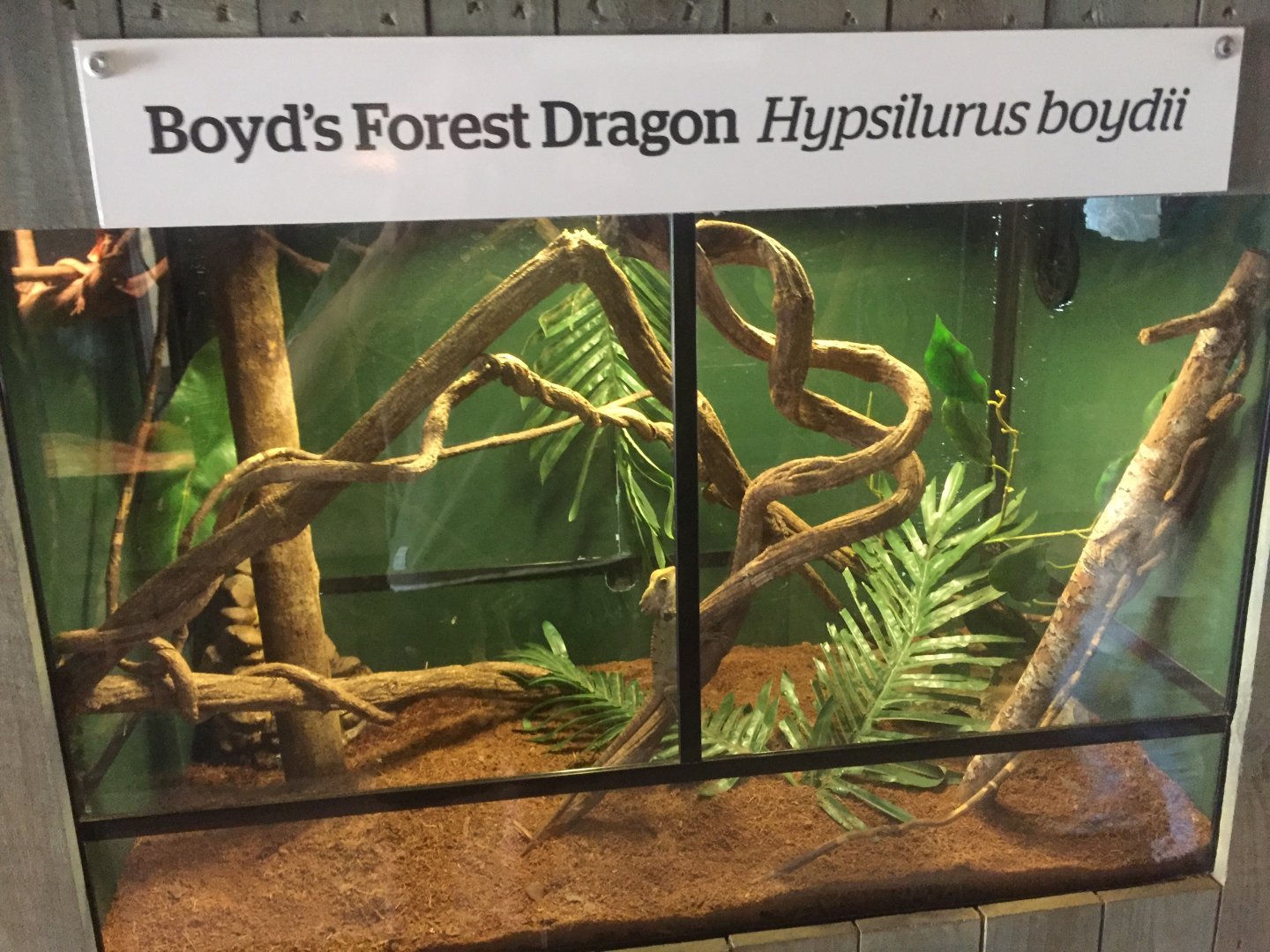 Boyd’s Forest Dragon