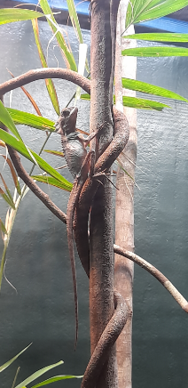 Boyd's Forest Dragon