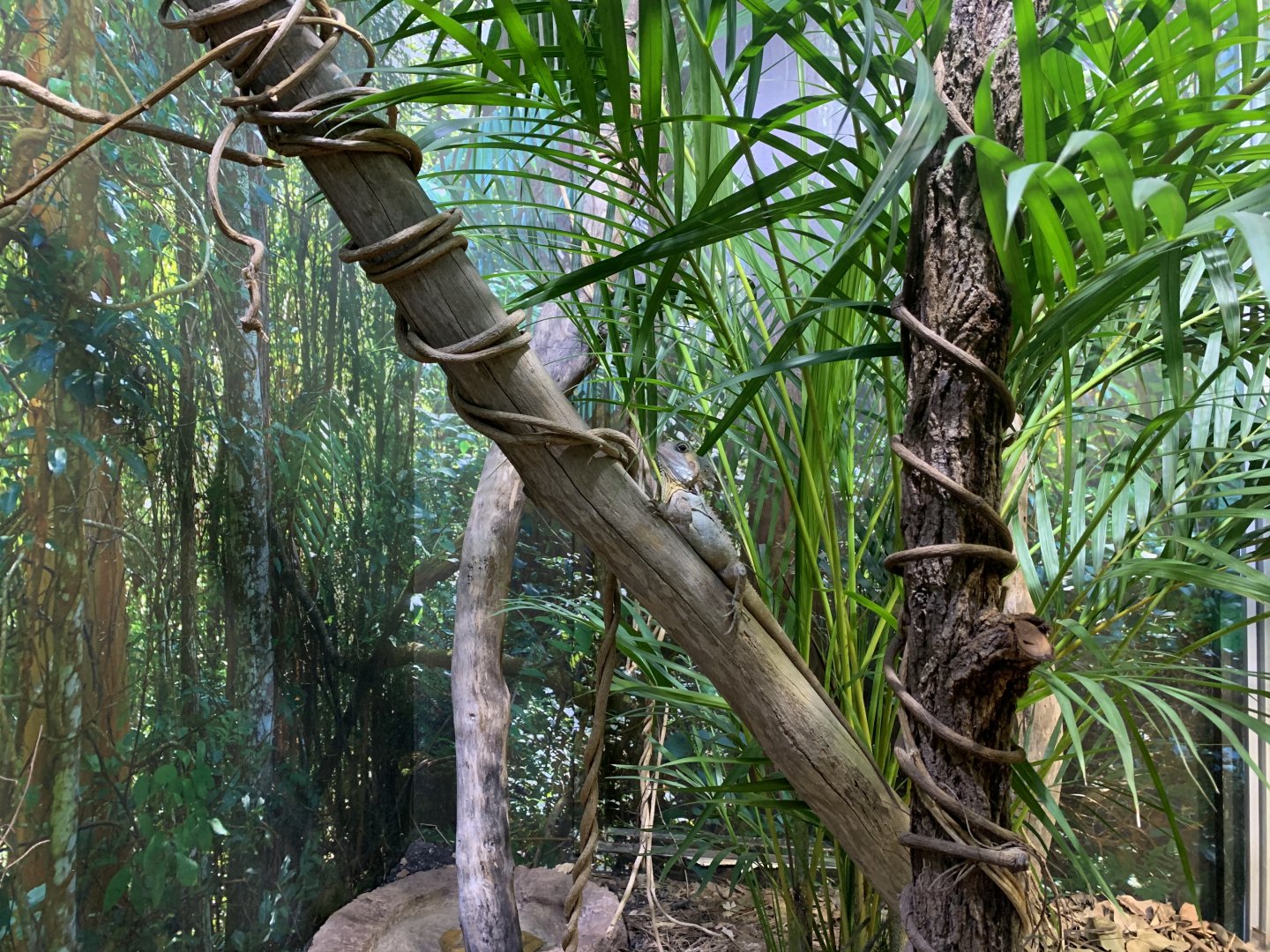 Boyd's Forest Dragon