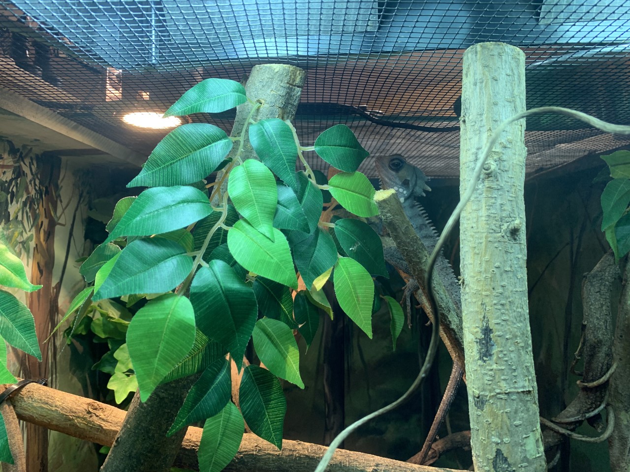 Boyd's Forest Dragon