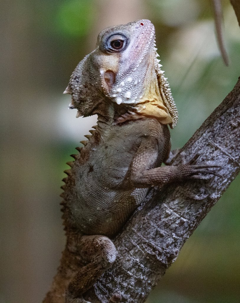 Boyd's Forest Dragon