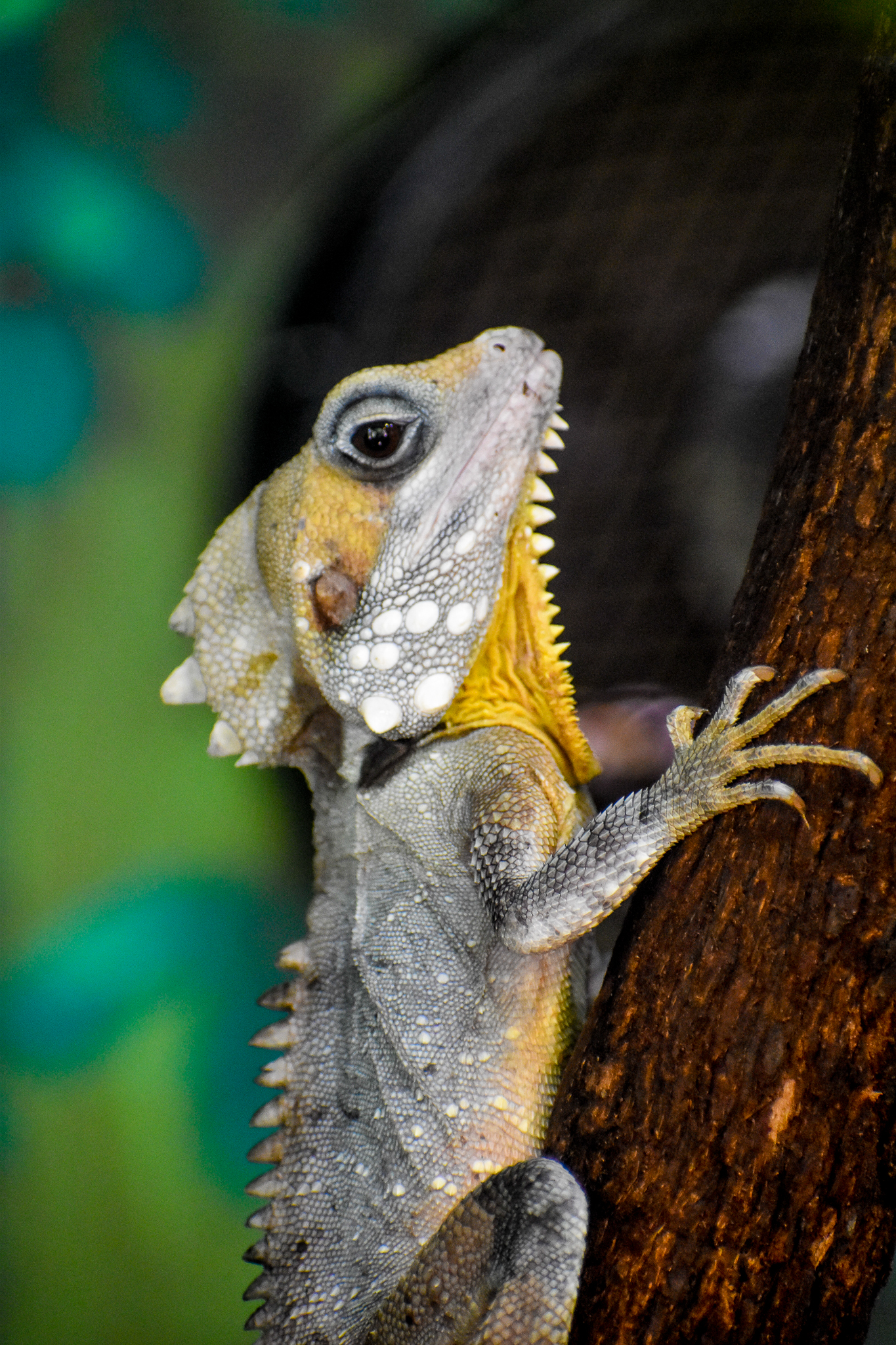 Boyd's Forest Dragon