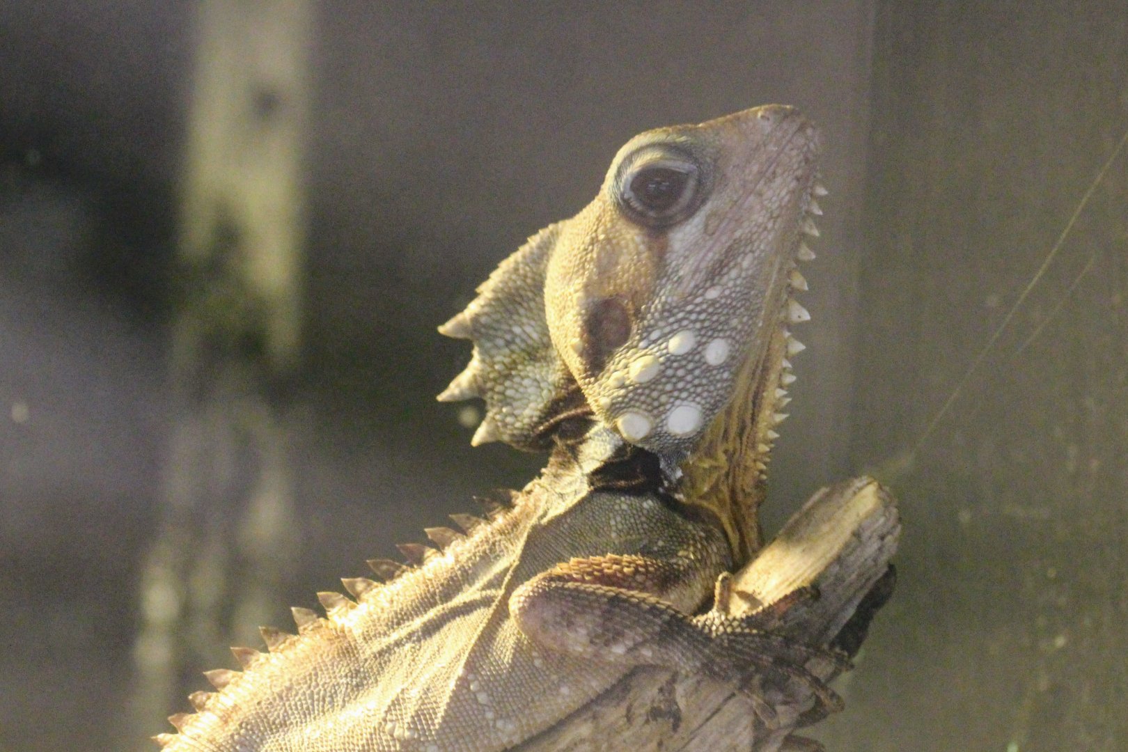 Boyd's Forest Dragon