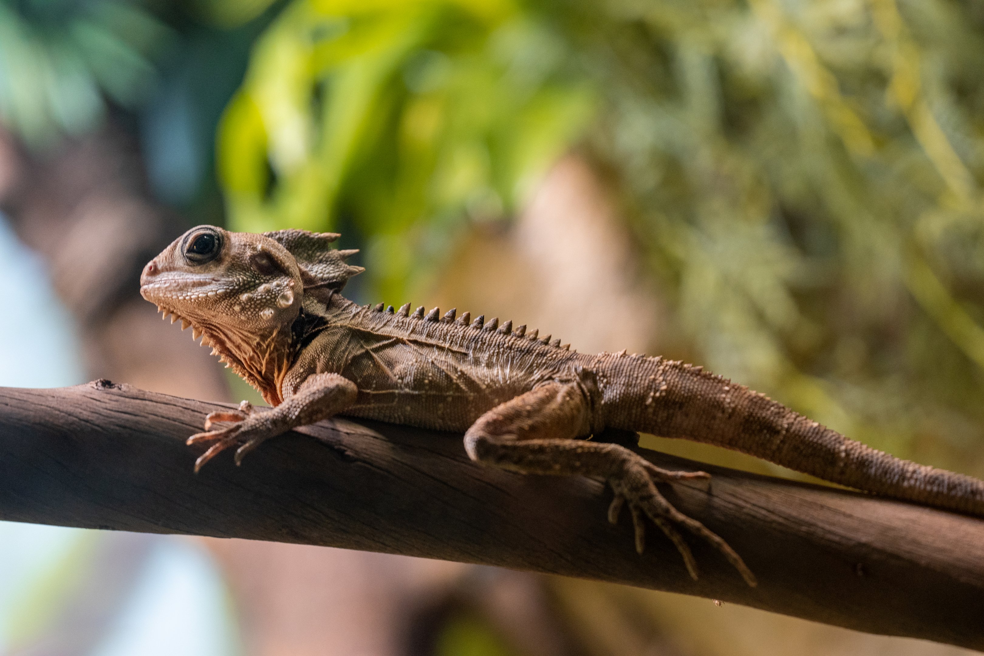 Boyd’s Forest Dragon