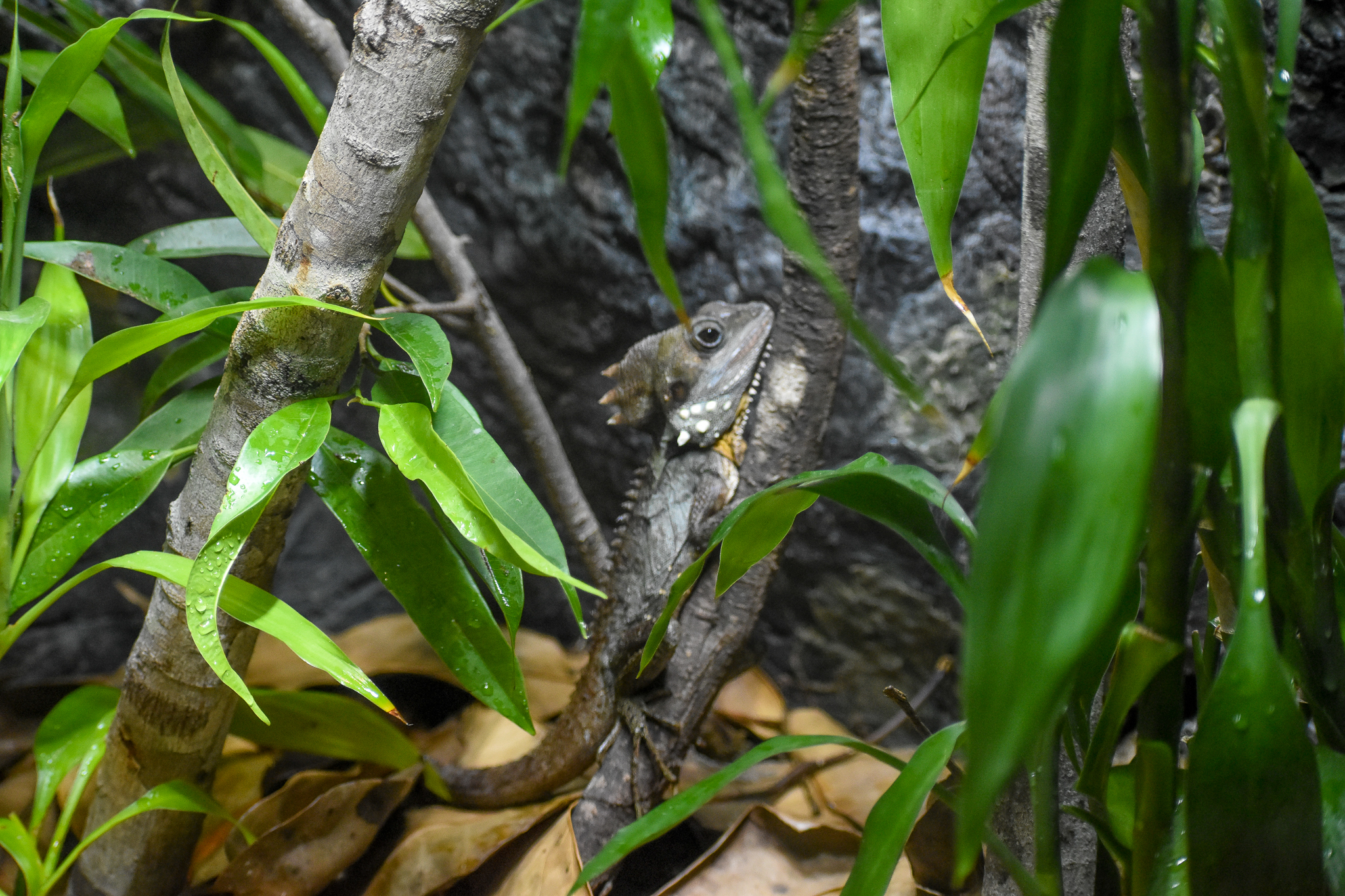 Boyd's Forest Dragon