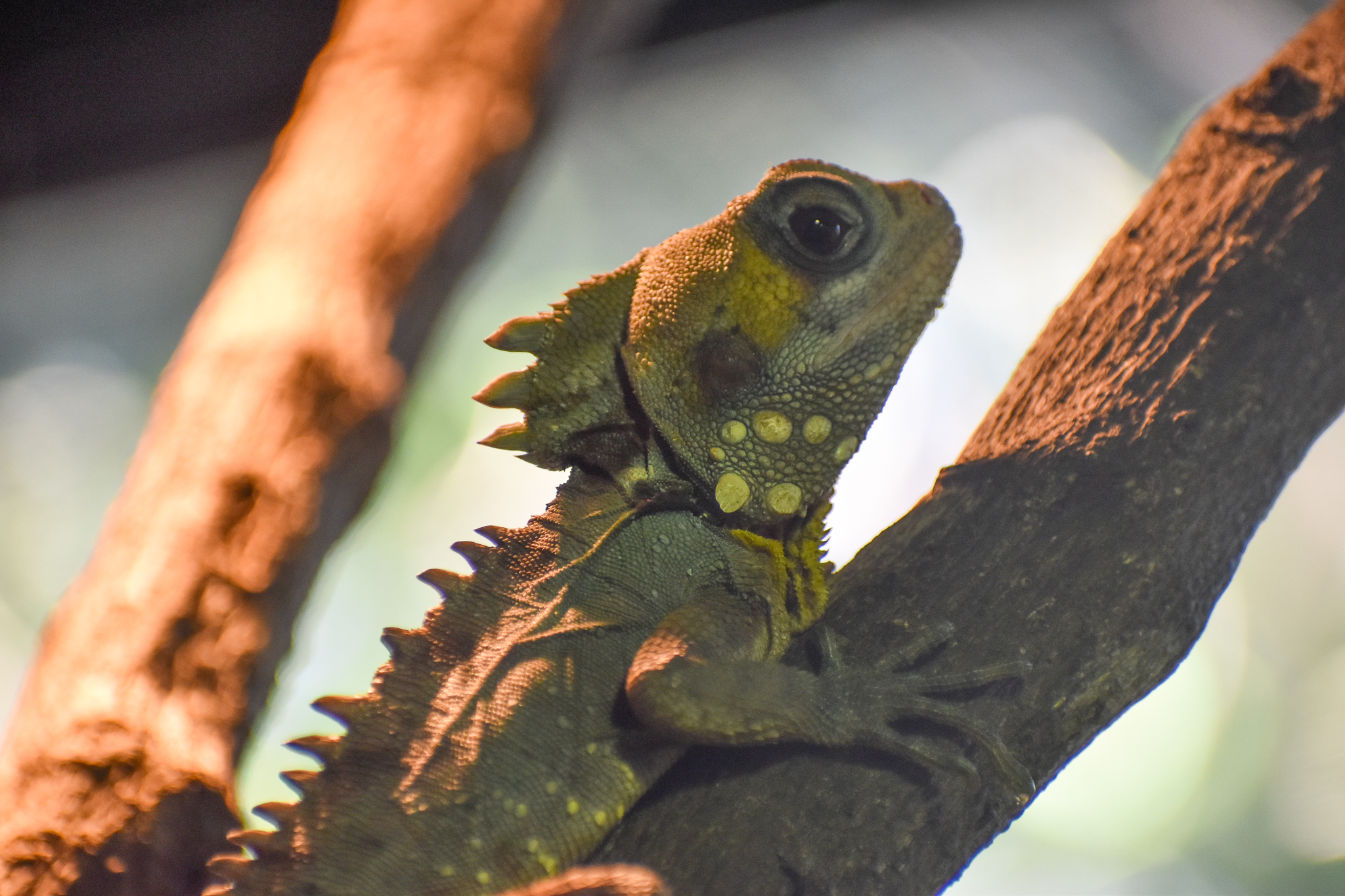 Boyd's Forest Dragon