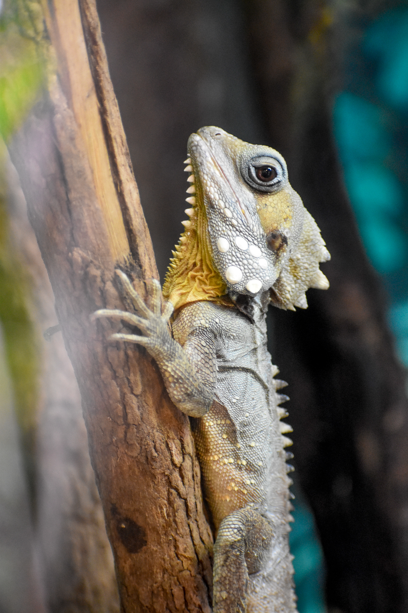 Boyd's Forest Dragon